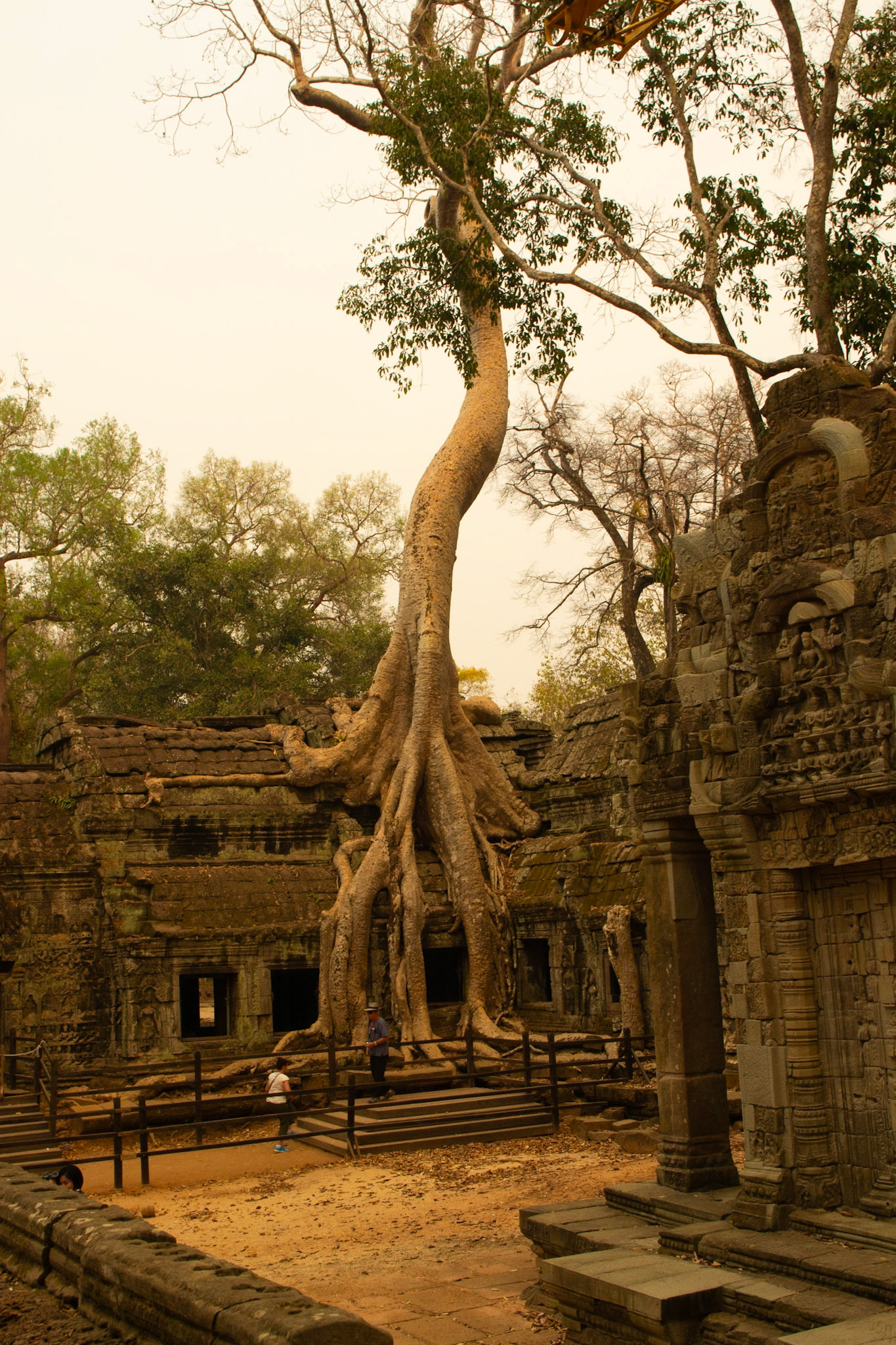 Giants of the jungle straddle the walls.