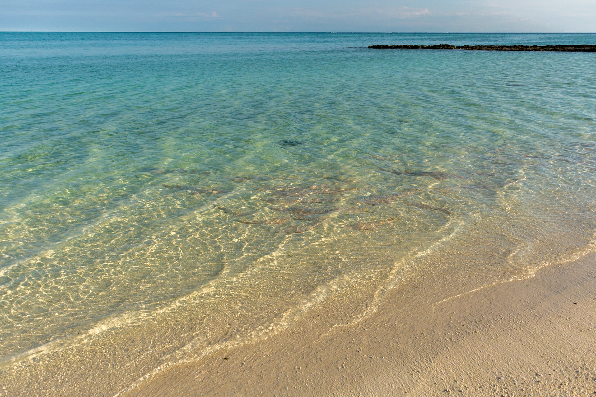 Shark Bay - dozens of Shovel-nose Rays feeding in the crystal clear shallow water.