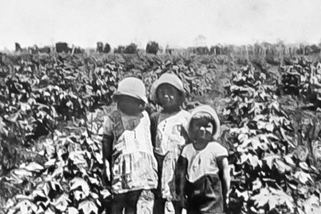 Ed, Irene and Mabel standing in a cotton crop the early days at Le Nid.