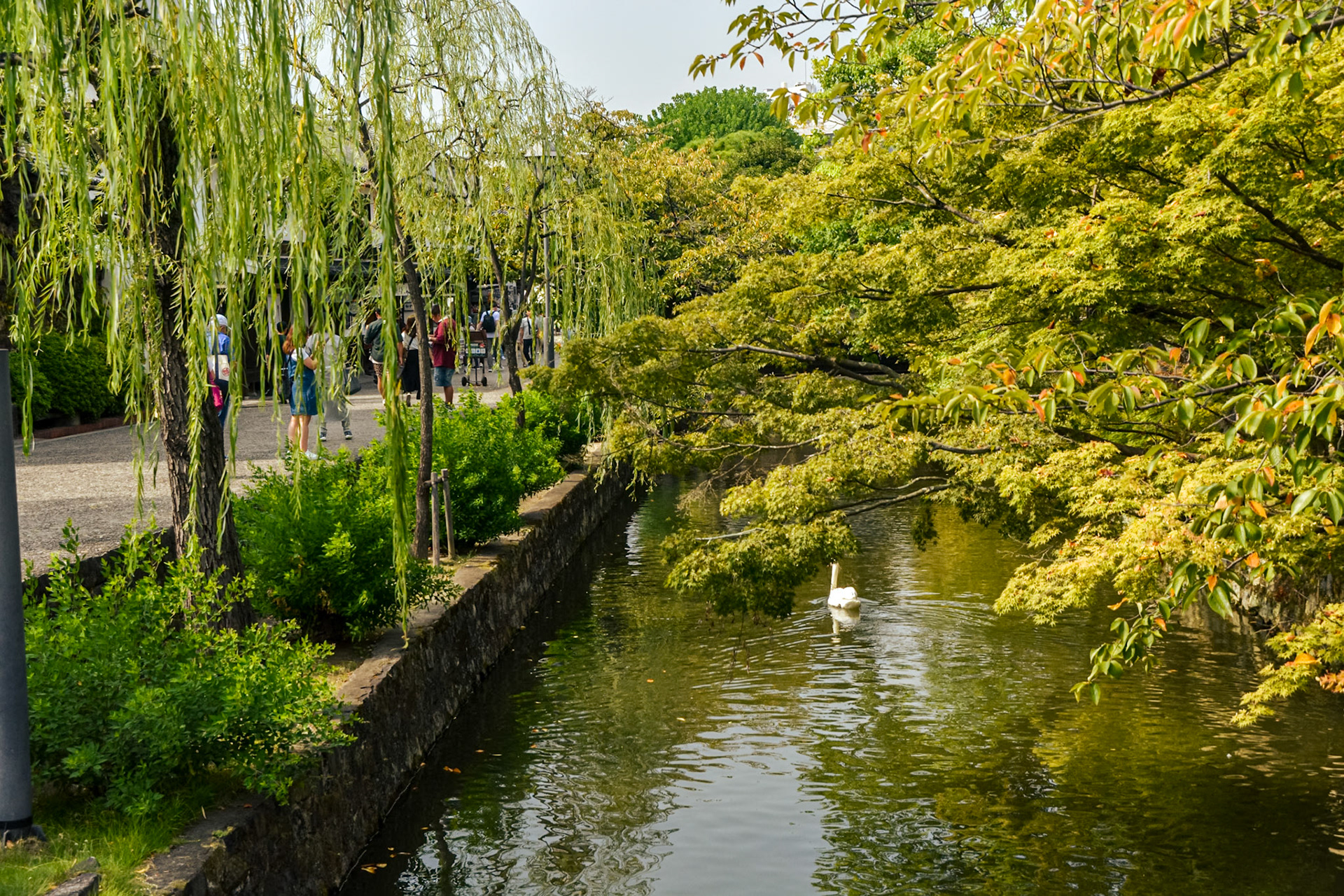 A majestic white swan calmly glides through the canal waters.