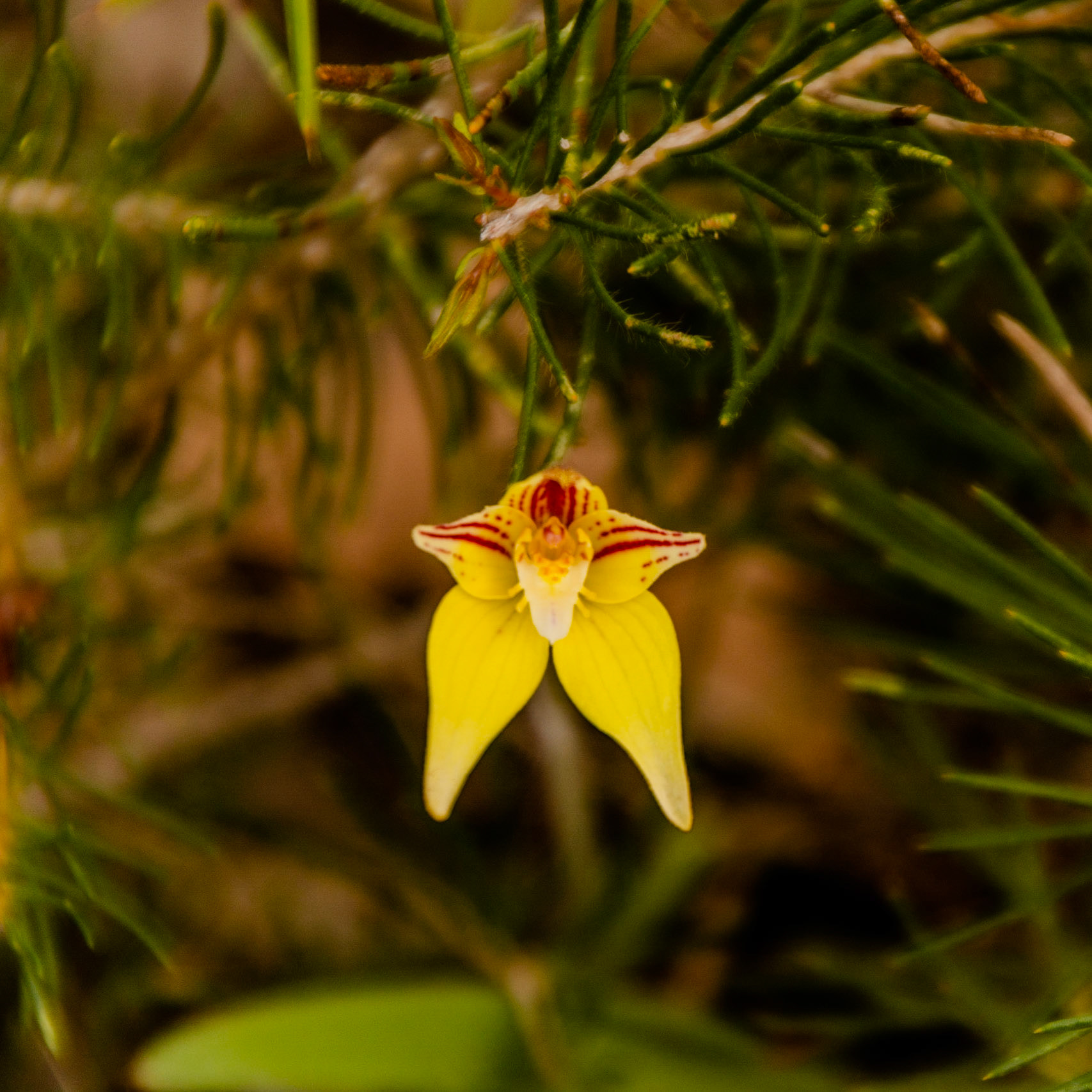 A cowslip orchid with splashes of crimson