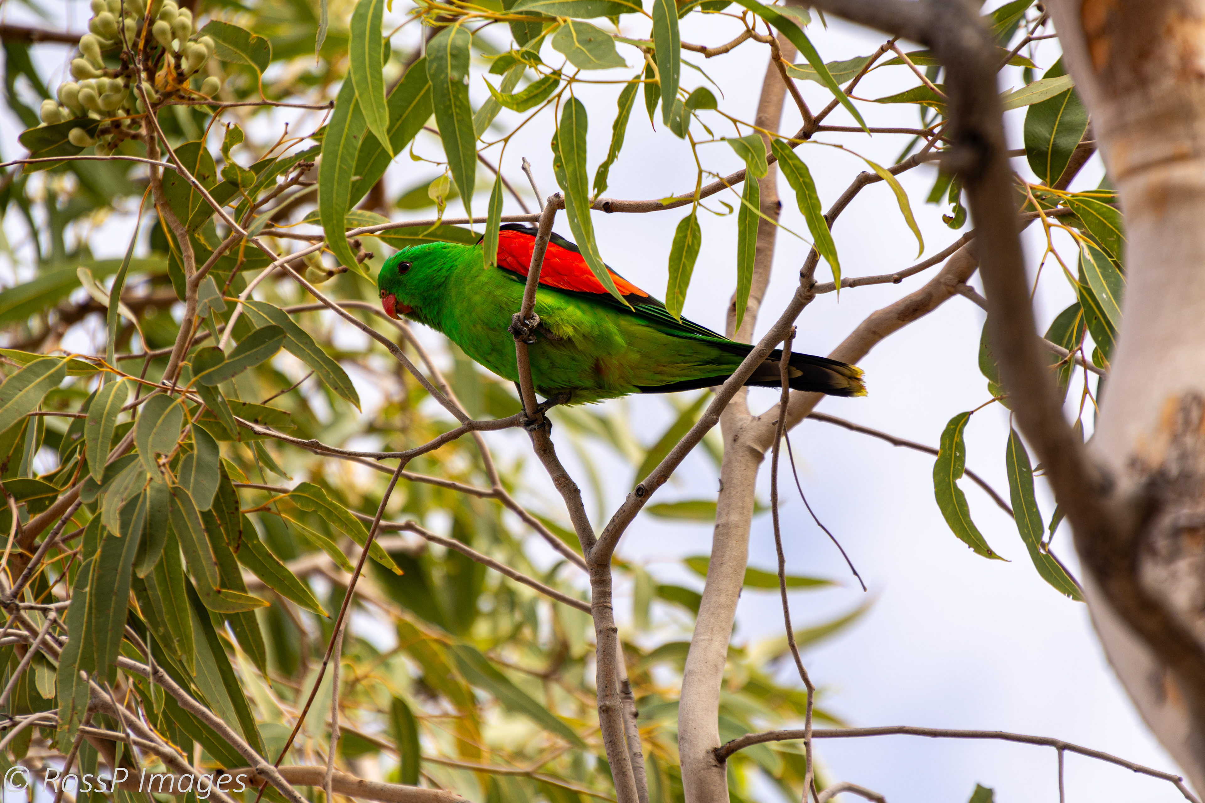A Red-winged Parrot.
