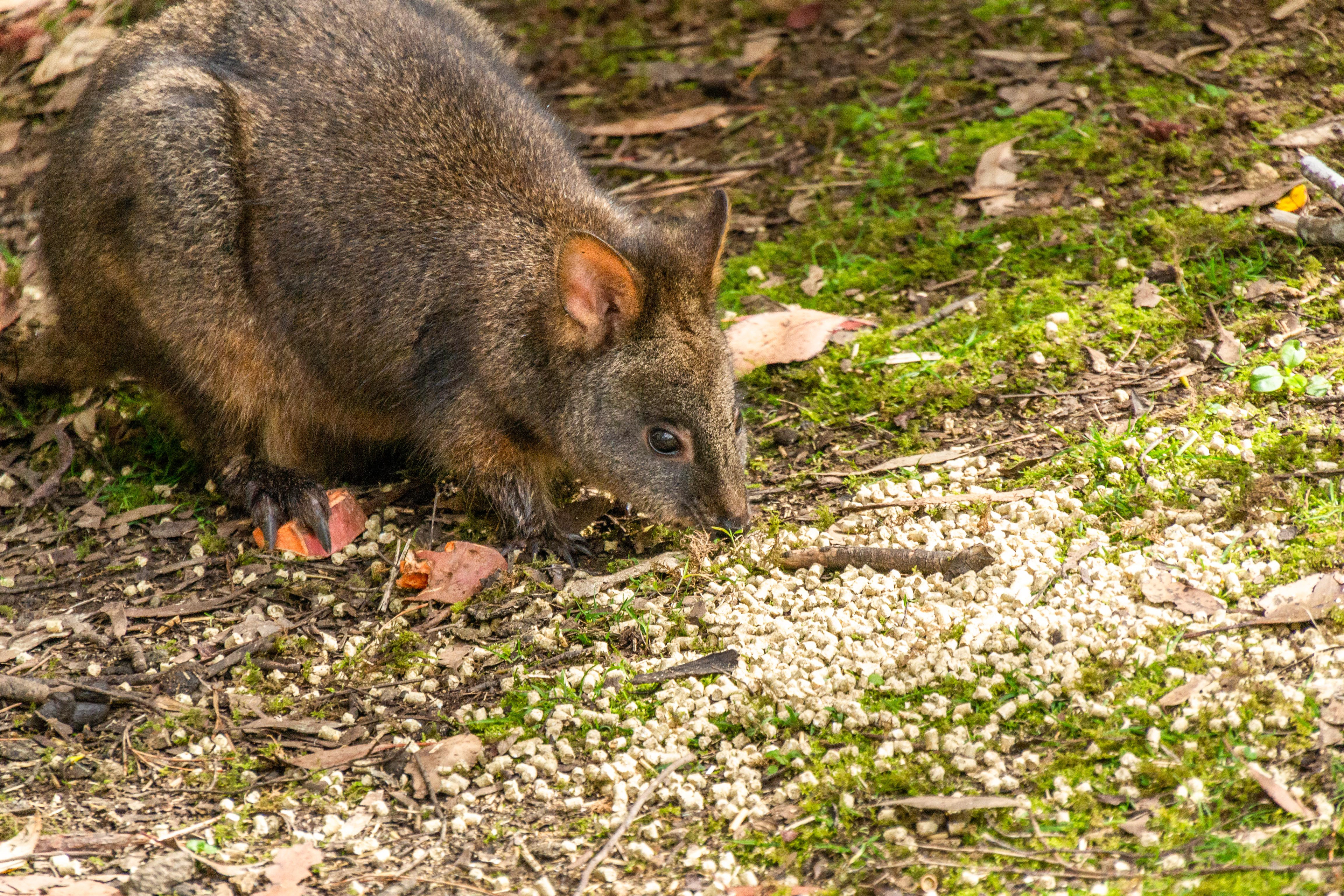 A Tasmanian Possum in the park.