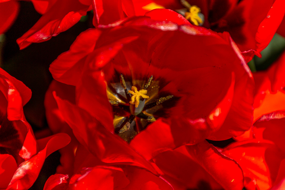 Vibrant vermillion petals surround a black heart and a gold stamen.