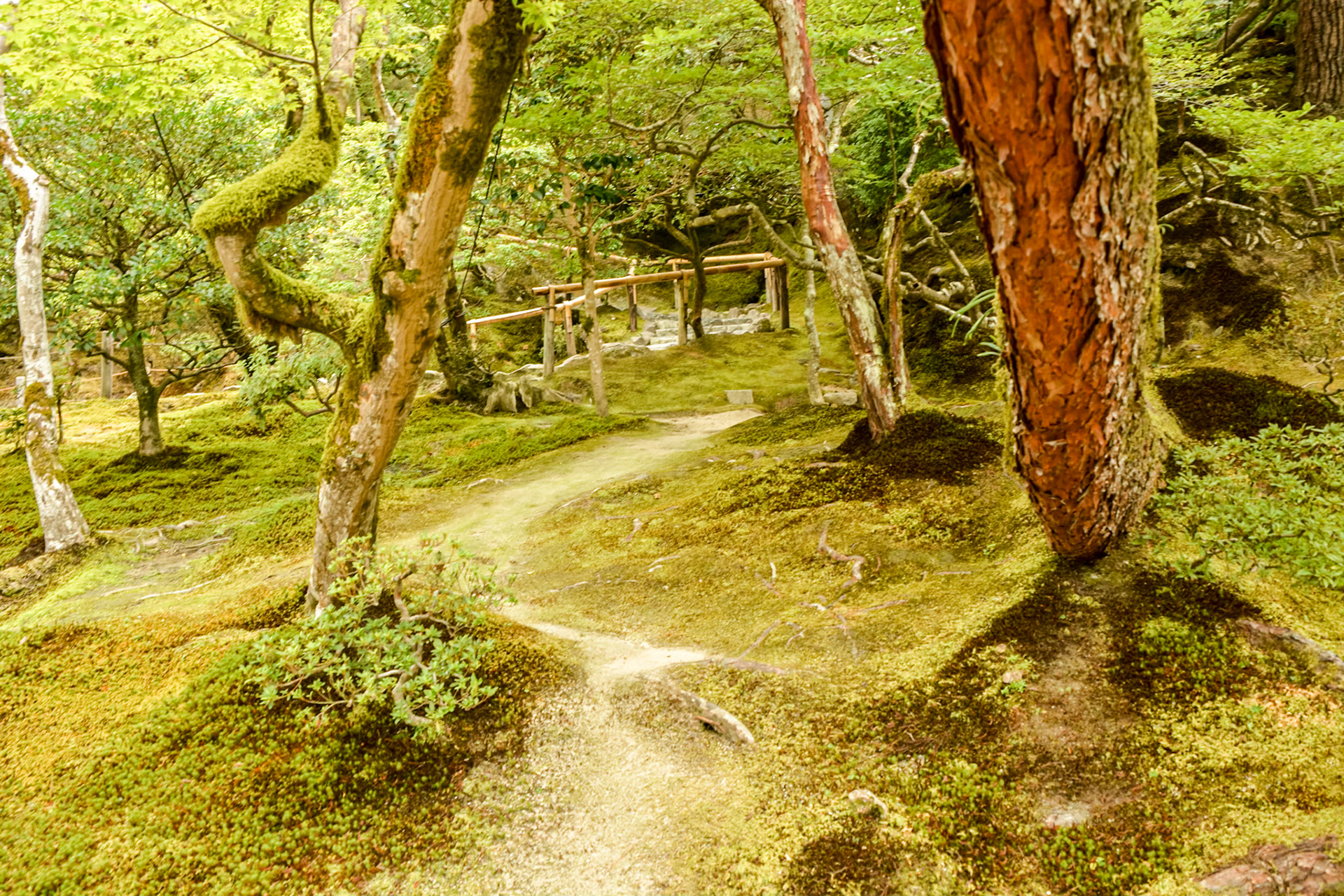 Moss garden pathways.