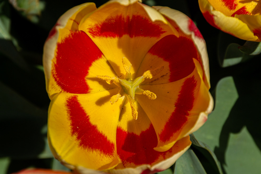 Stamen and petals of gold and red.