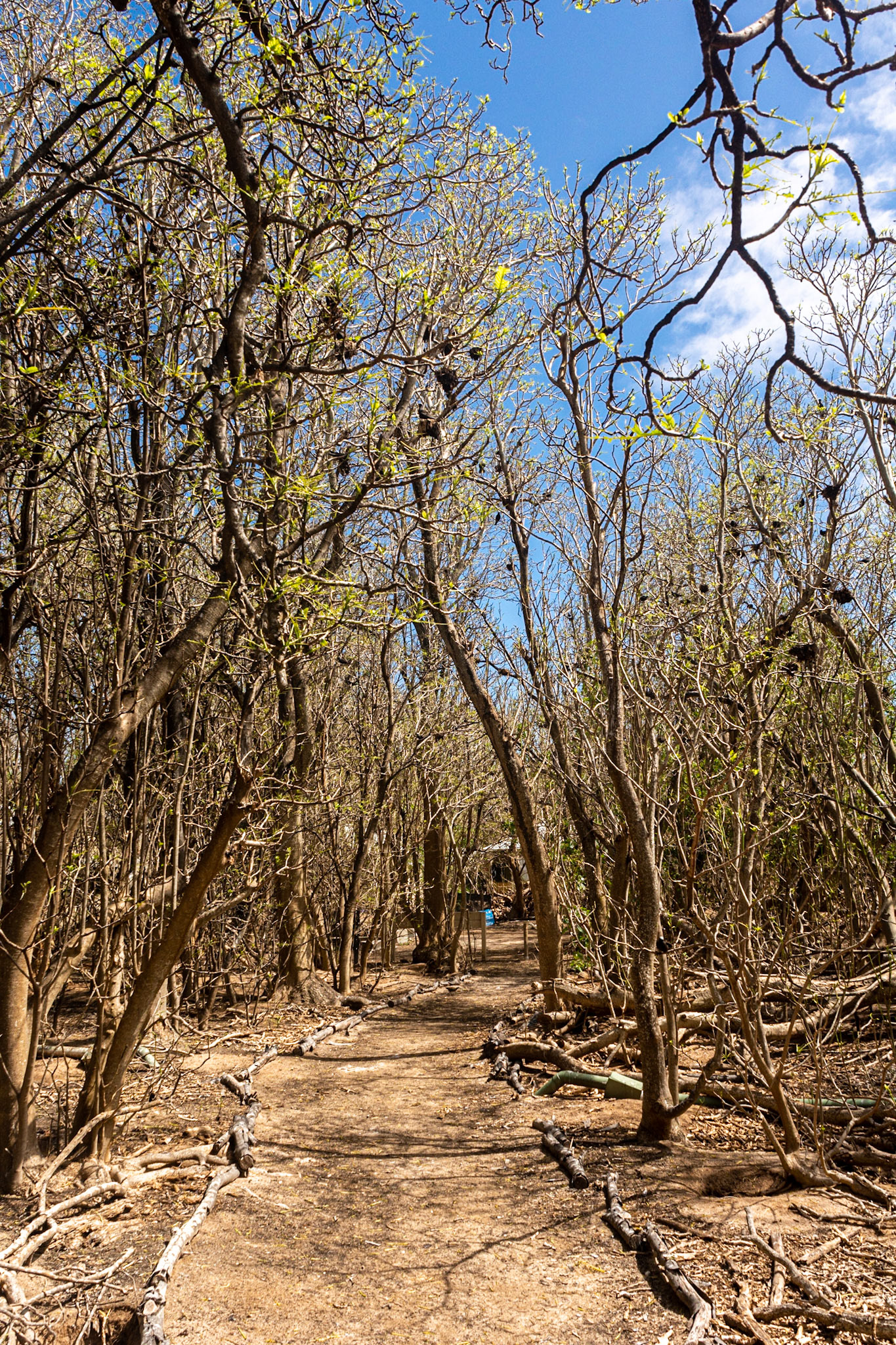 Pisonia trees stripped of foliage provides scarce protection for the Noddy's nests and their chicks. (This is a natural occurrence once every 7 or 8 years)