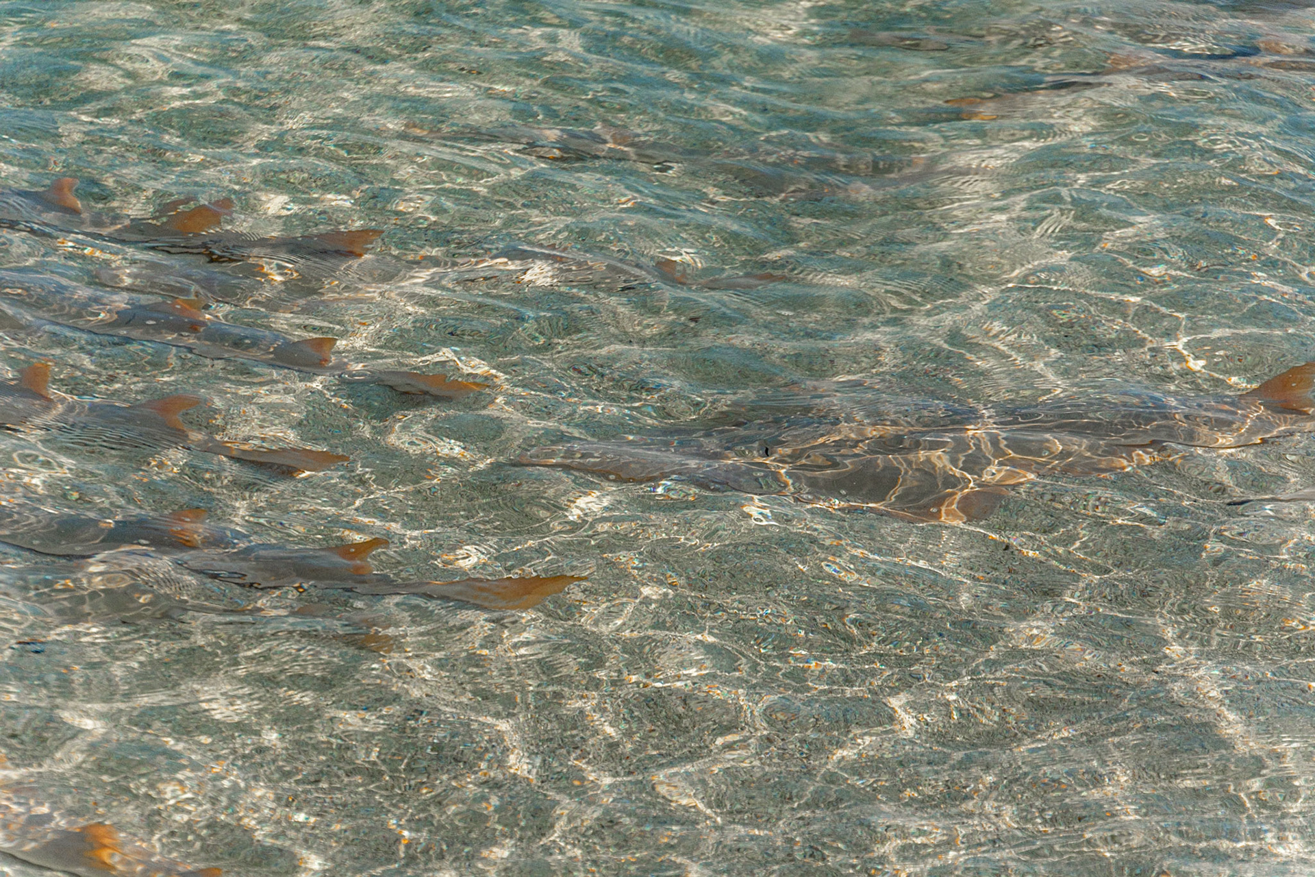 Shovel-nose rays of all sizes congregate along the water's edge.