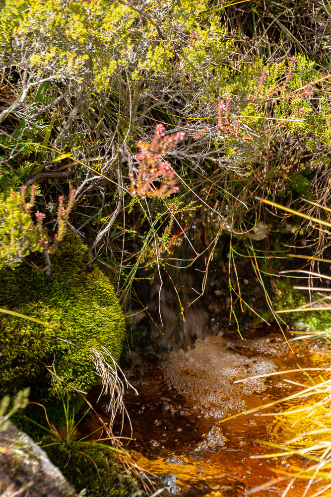 Rainfall runoff feeds wetlands of the heathland vegetation.