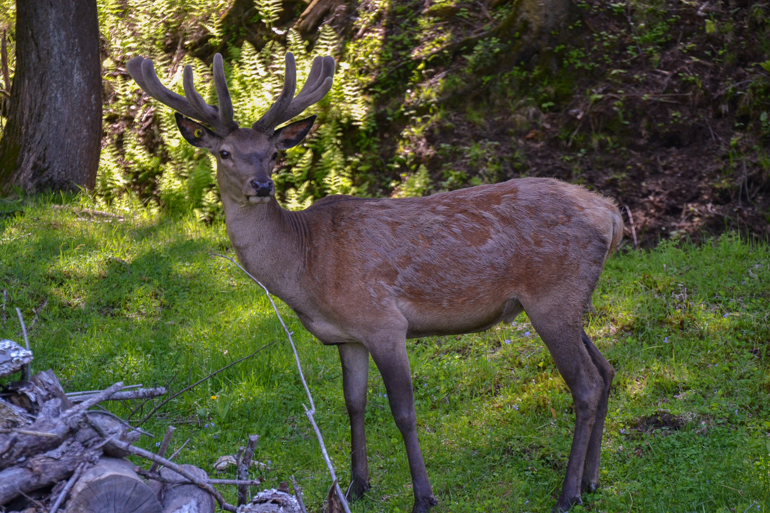 The red deer is one of the largest deer species. The red deer inhabits most of Europe, the Caucasus Mountains region, Asia Minor, Iran, parts of western Asia, and central Asia. An introduced species here.