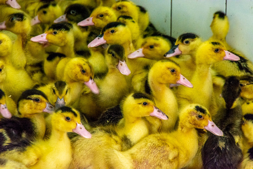 A new batch of Auberge ducklings.