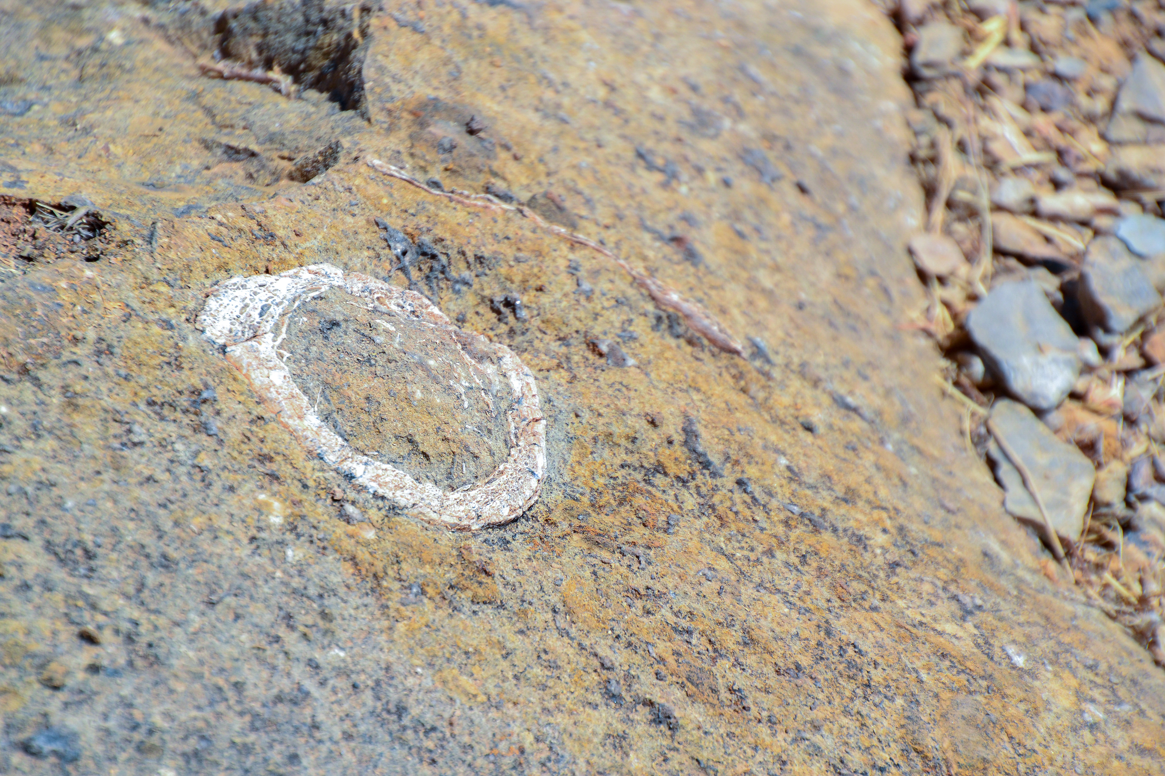 A fossilised section of a freshwater crocodile's rear limb.
