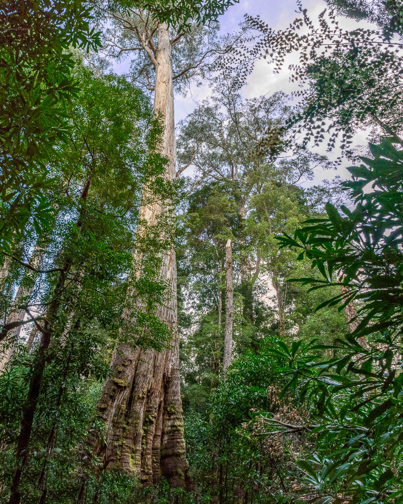 One of the forest giants.