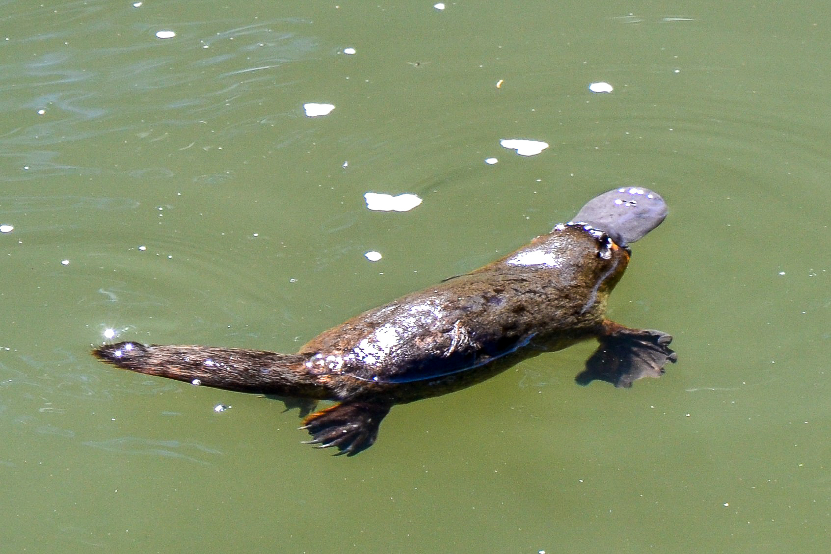 One of the many Platypus spotted in Eungella Creek.