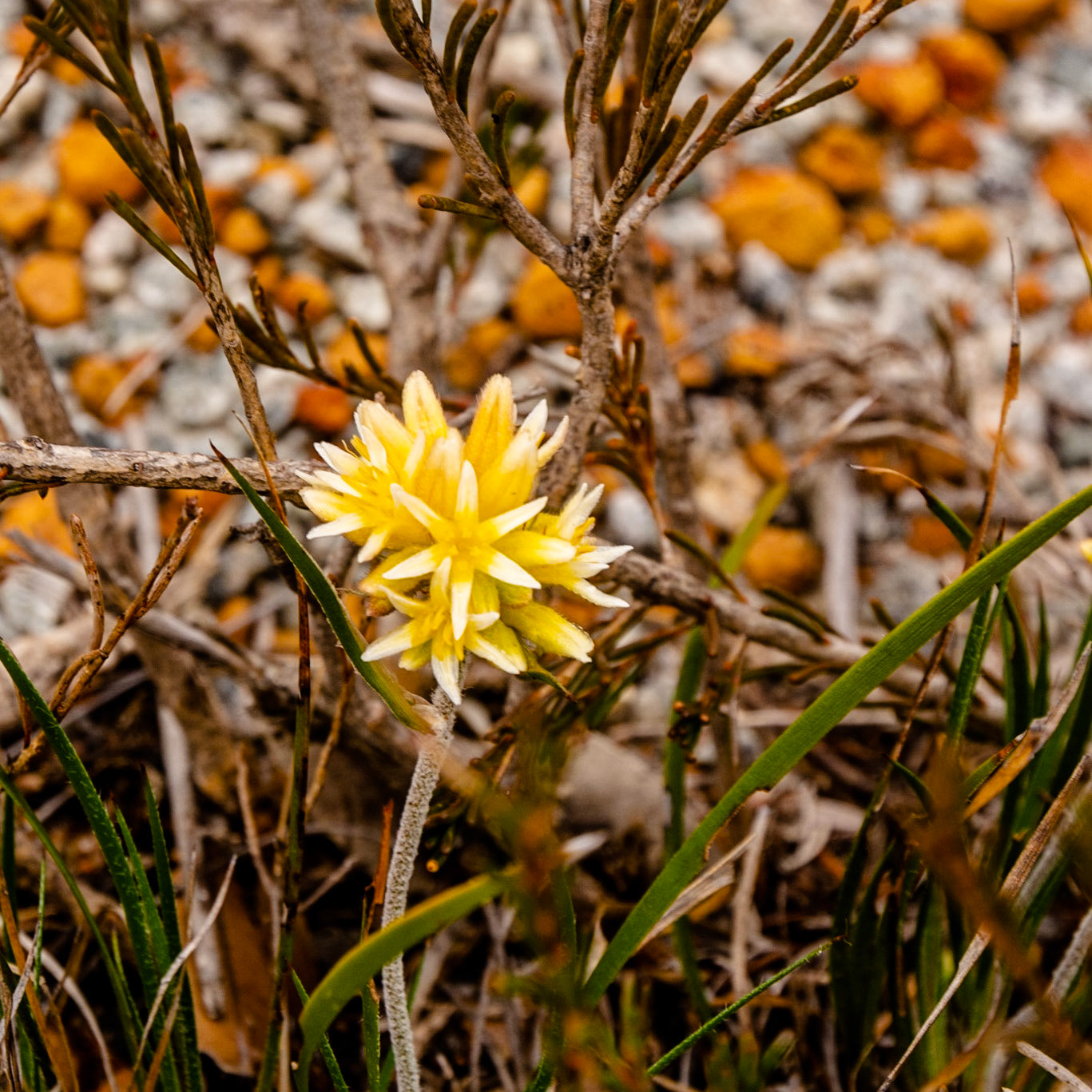 Wildflowers of all shapes and colour abound throughout the park.