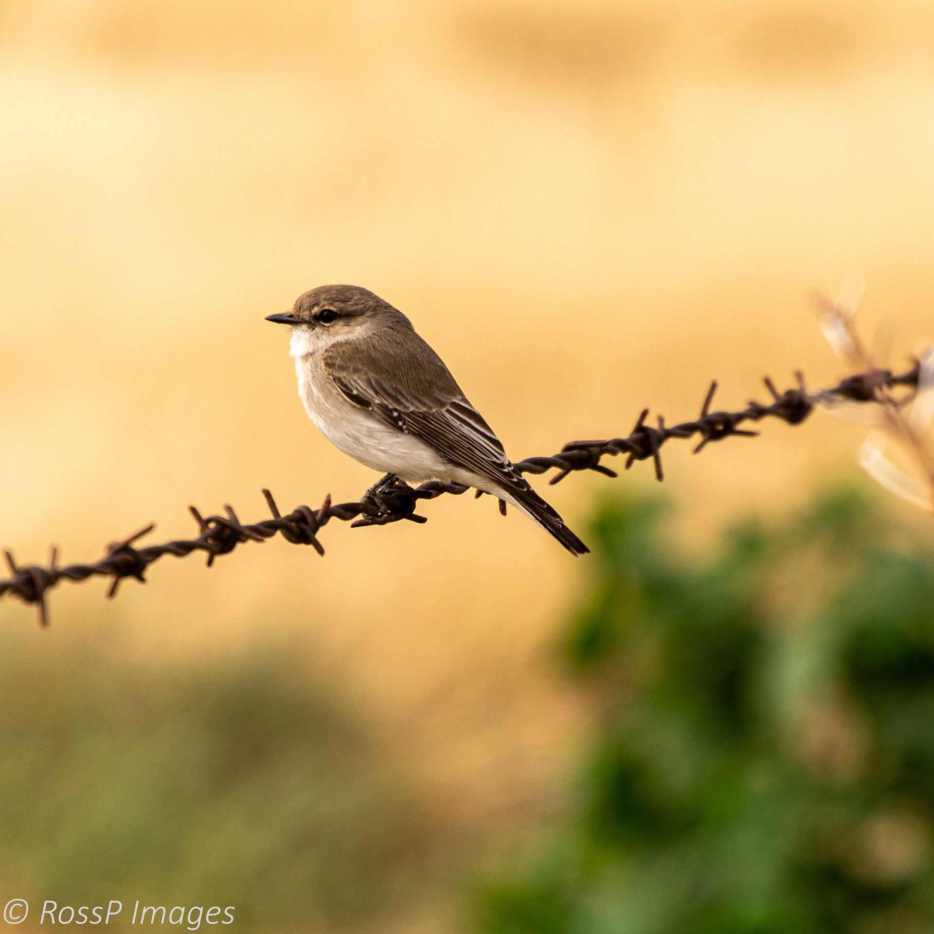 Western Gerygone.
