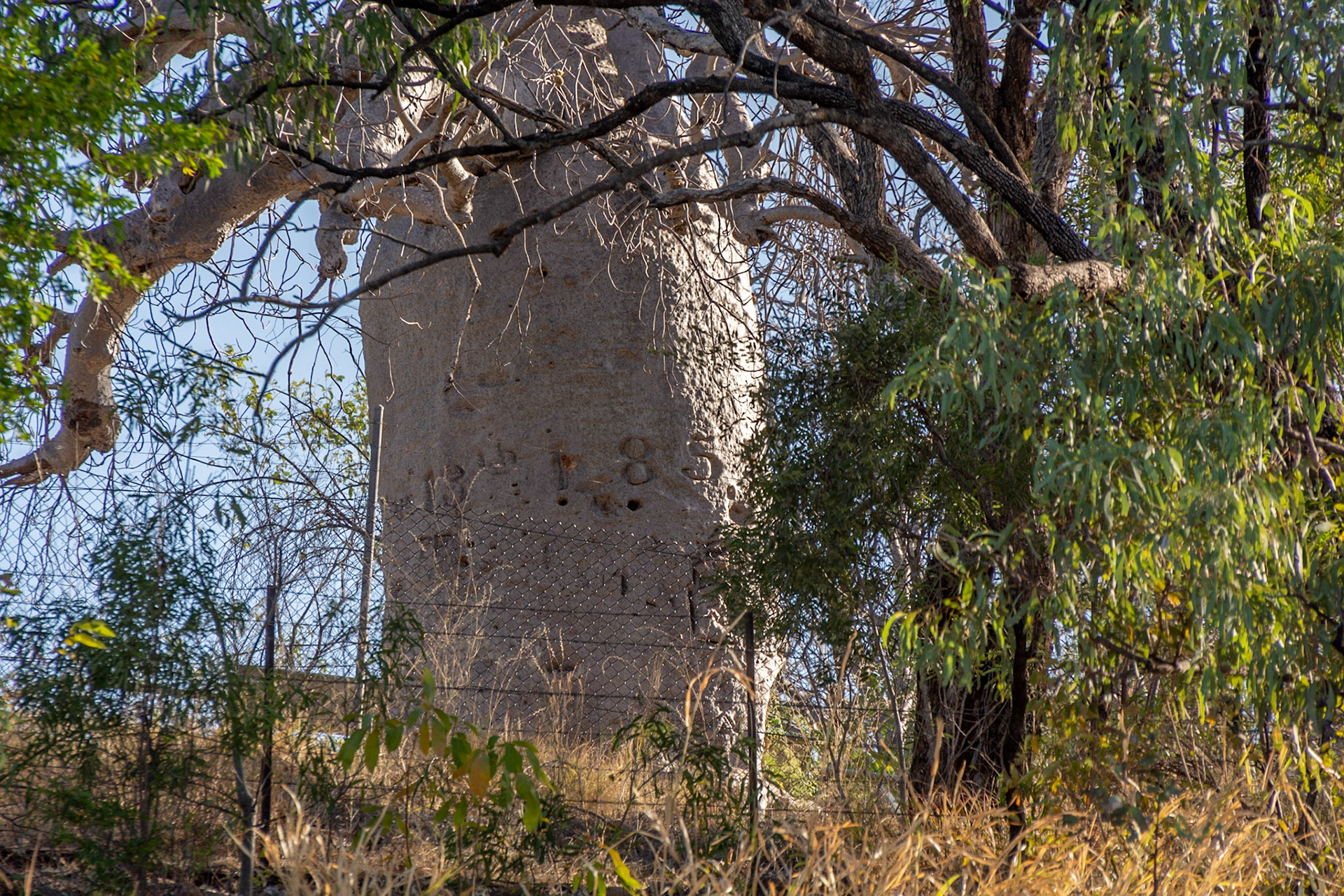 Gregory tree, Victoria River - carvings circa 1850 are still visible.