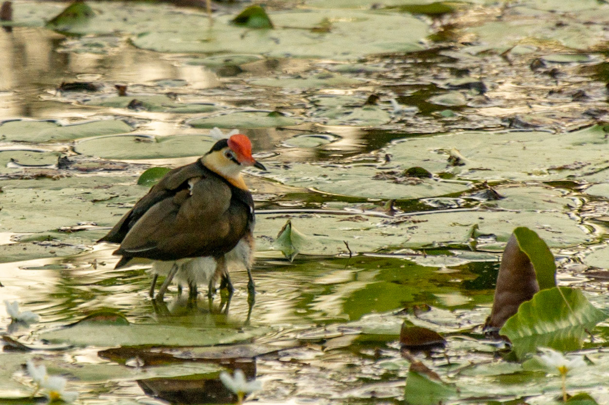 A Comb-crested Jacana protects it's chicks from predators by spreading her wings, all whilst balancing precariously on a water-lily leaf.