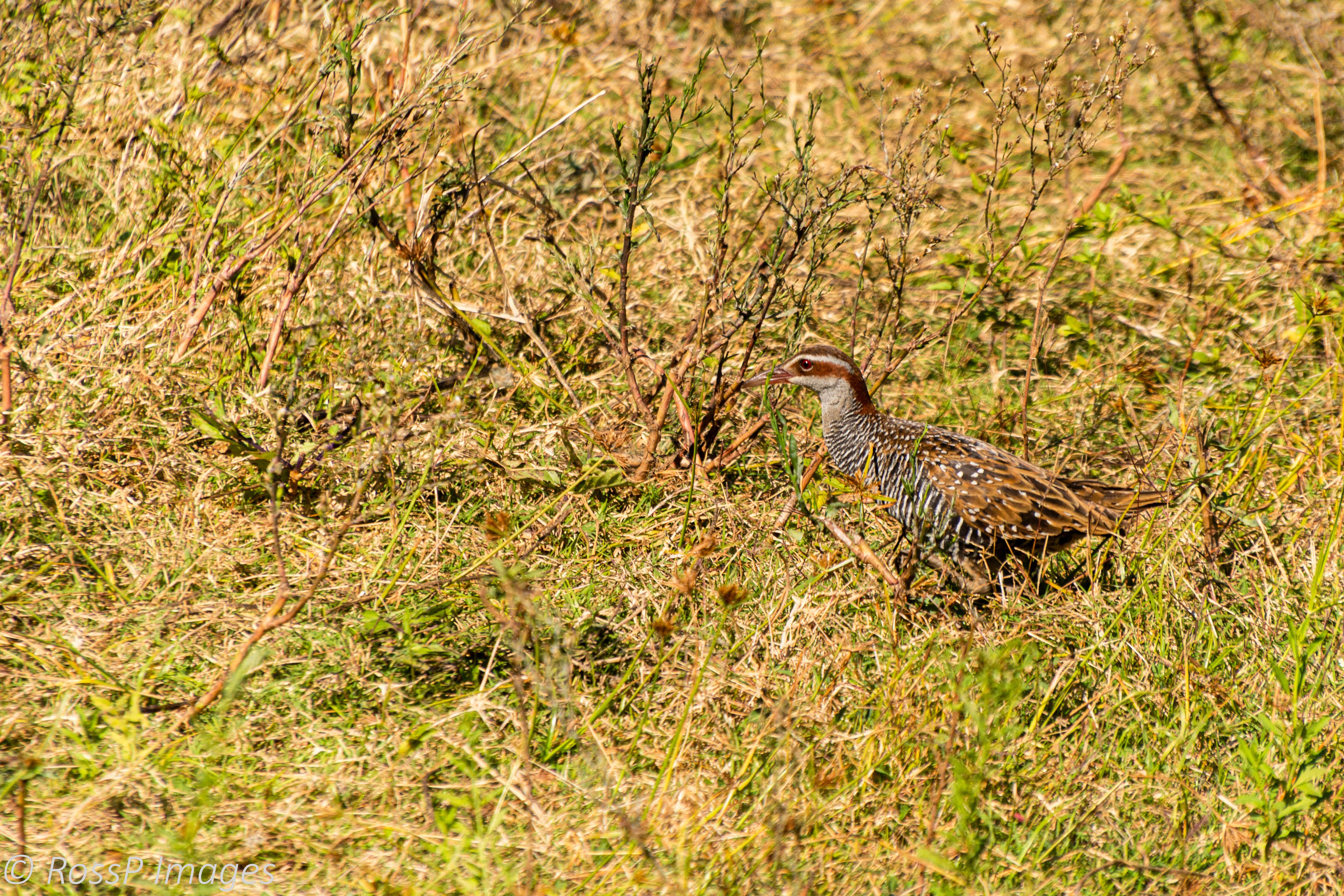 A Buff-banded Rail darts through clumps of rank grass, sedges, rushes of the overgrown wetland vegetation adjacent the lake.