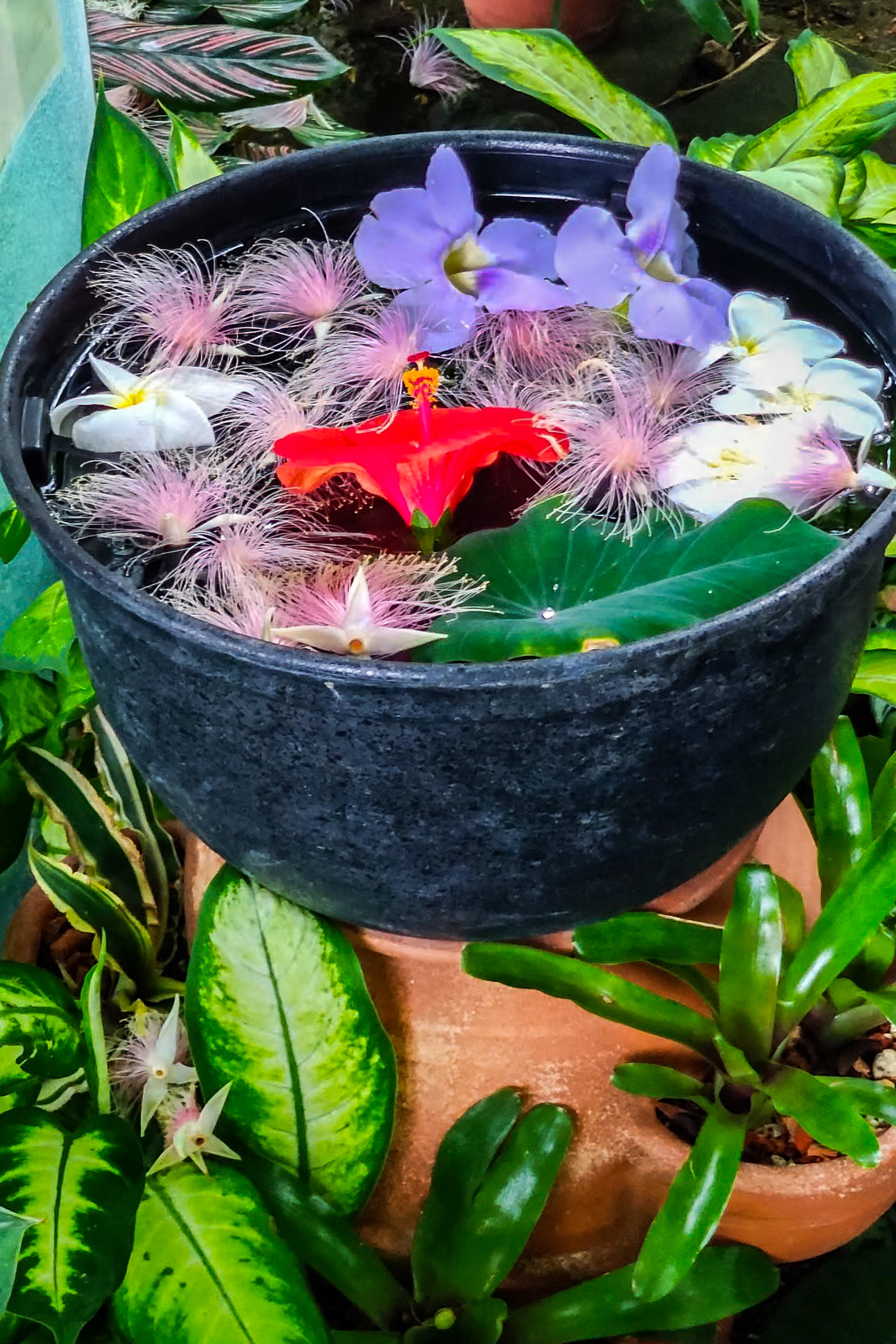 Shinjuku-Gyoen Gardens - cut flower display.