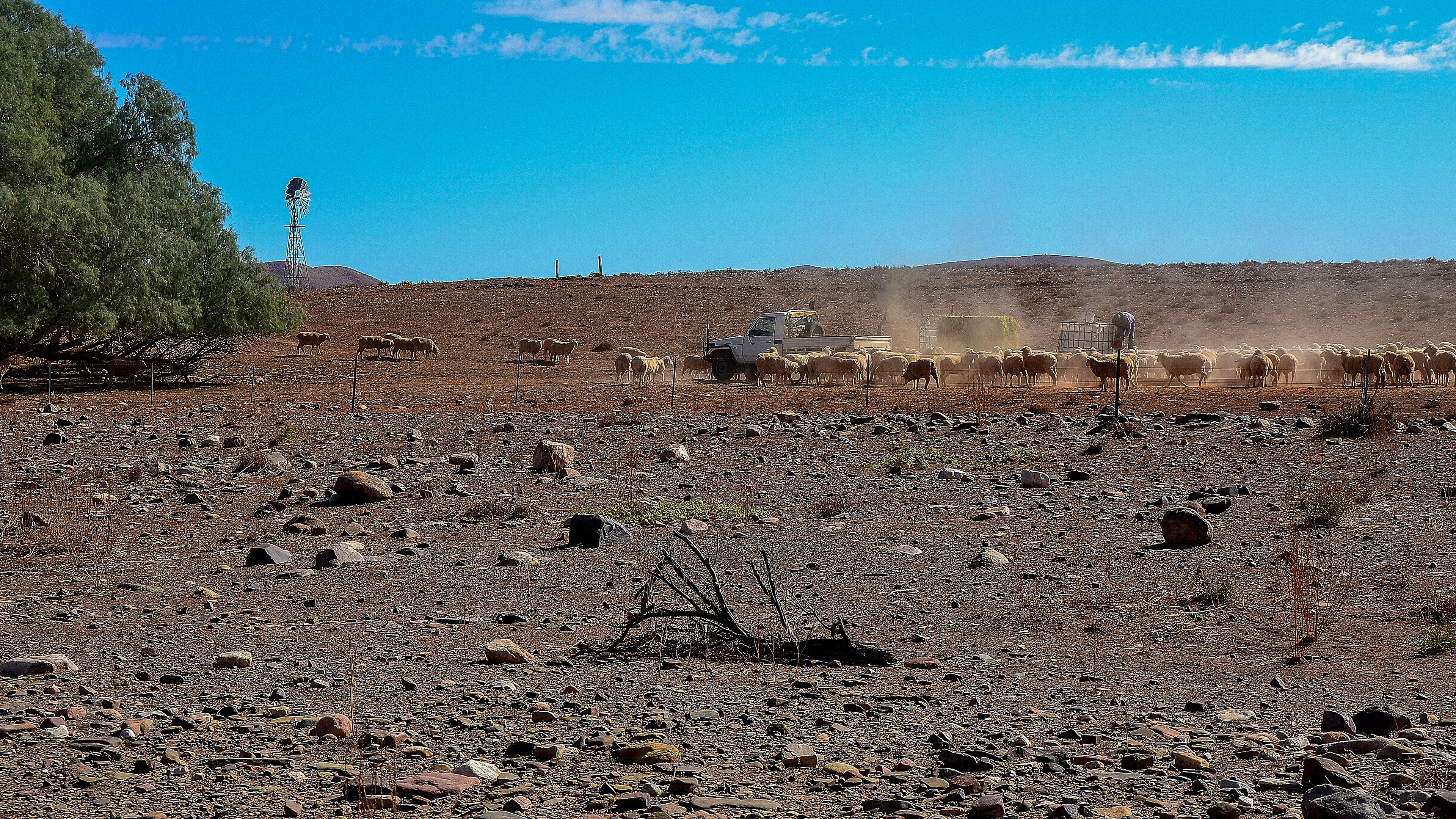 Dust rises from the bare earth, a harsh reminder of the drought as hand-feeding the herd is underway.