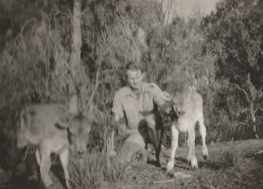 Ed and calves.