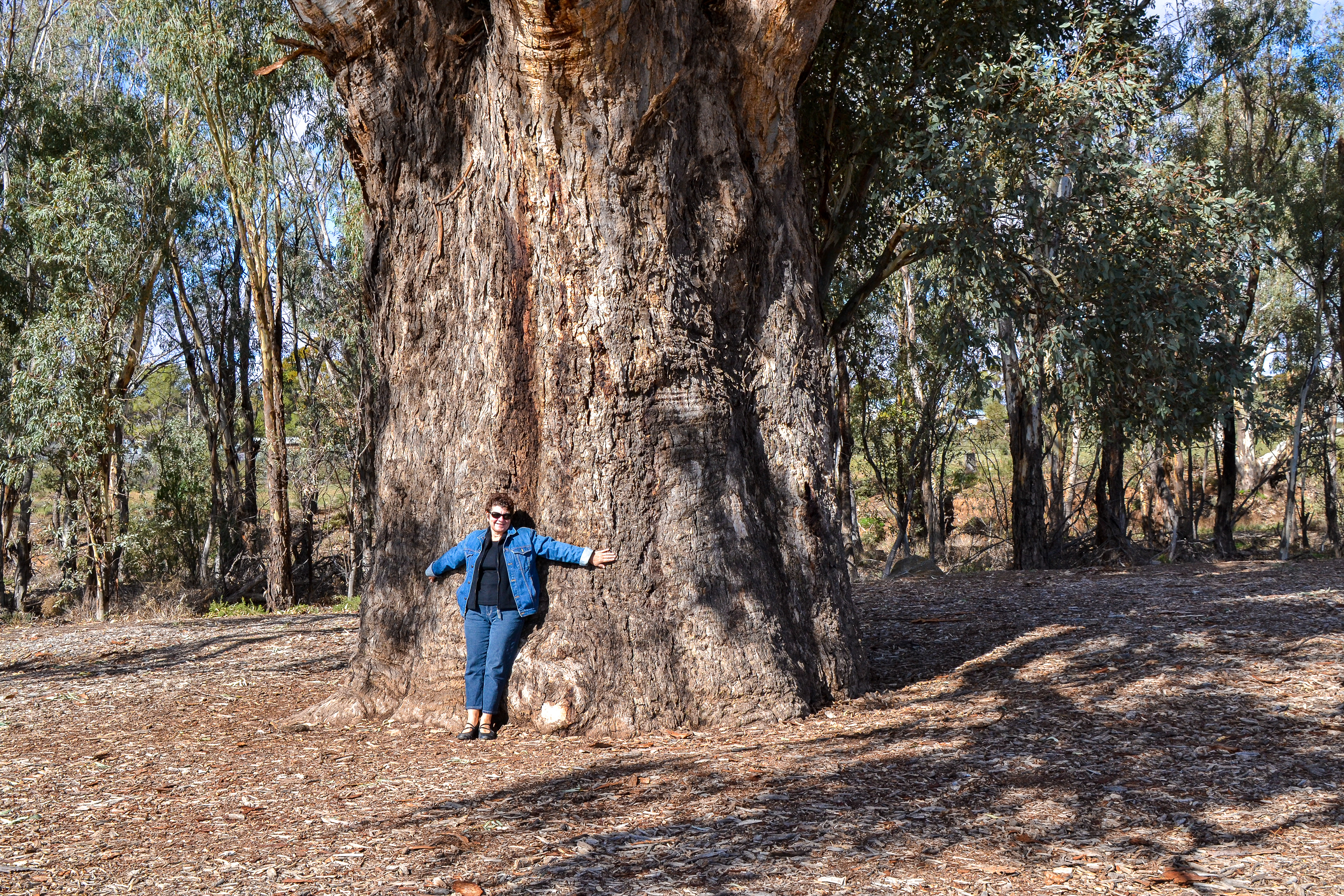 Cheryl is dwarfed by this giant red gum outside Orroroo, thought to be over 500 years old and with a girth of 10.9 metres.