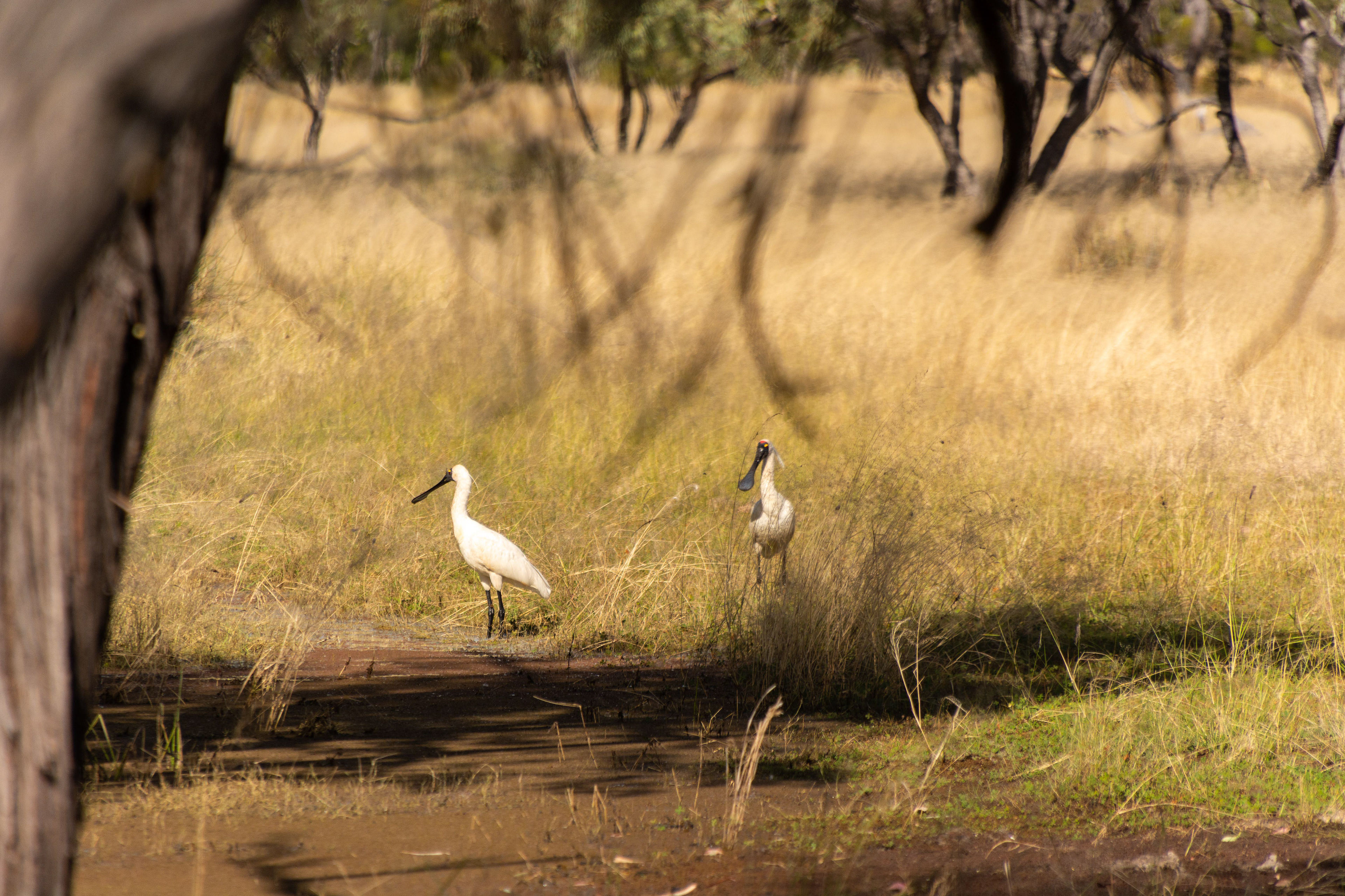 Royal Spoonbills searching the wetlands of Lake Dunn.