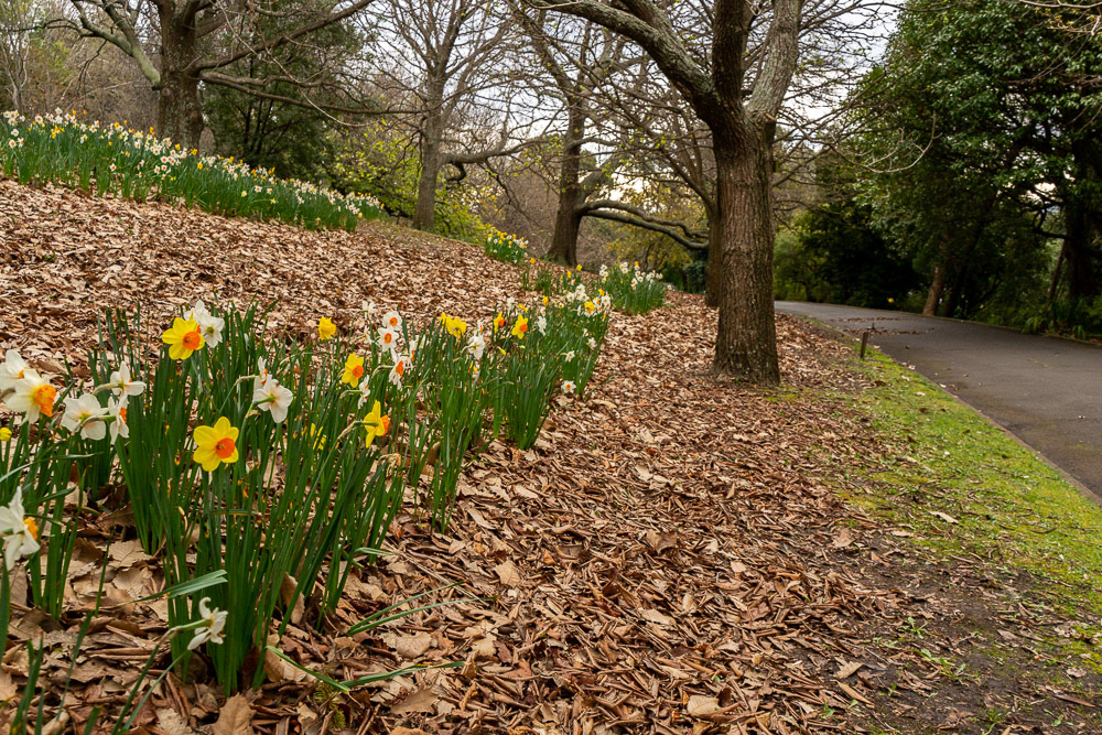Daffodils all in a row....