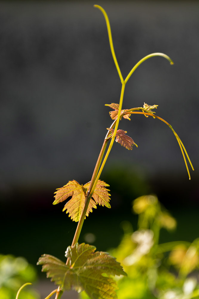 New vine growth is highlighted in the morning sun.