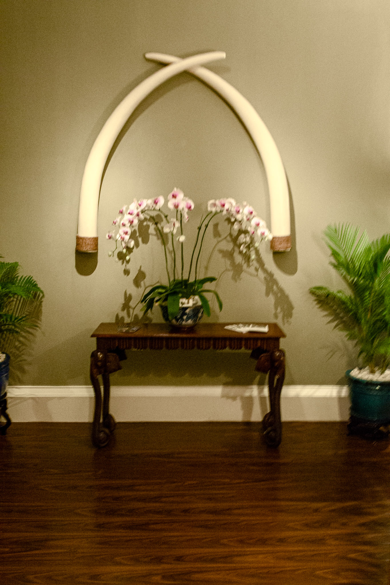 Ivory vs orchids