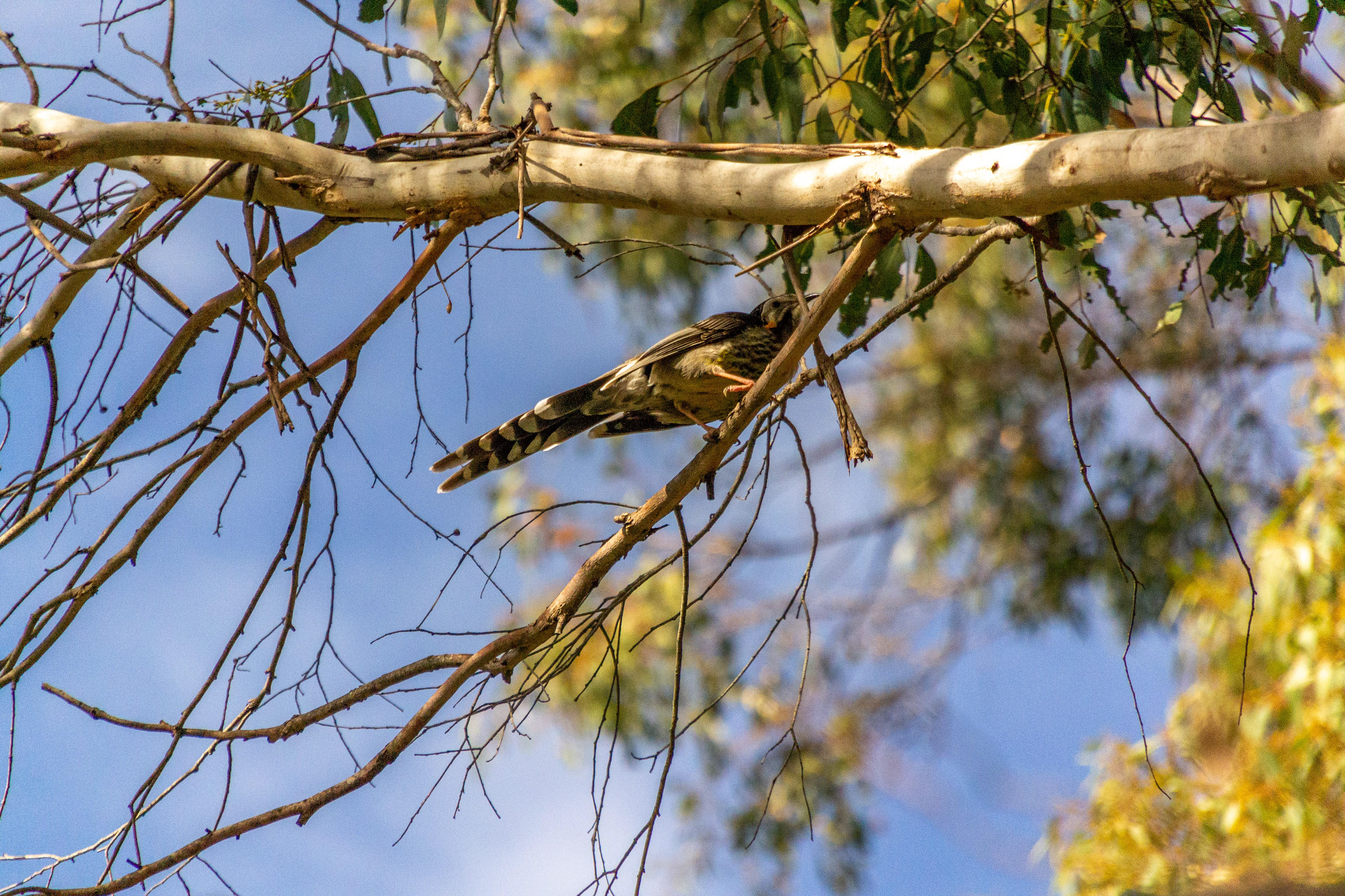 A Red Wattlebird