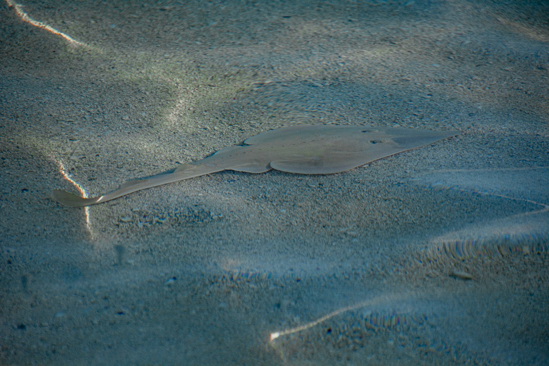 Shovel-nose ray up close.