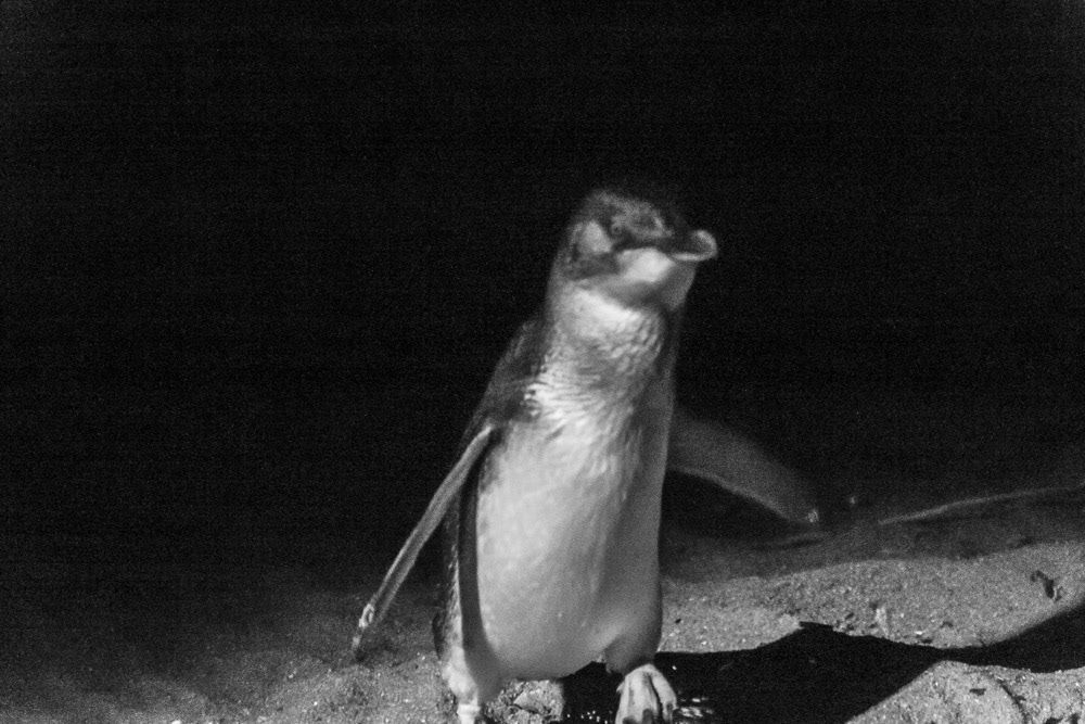 Fairy Penguin, Low Head.