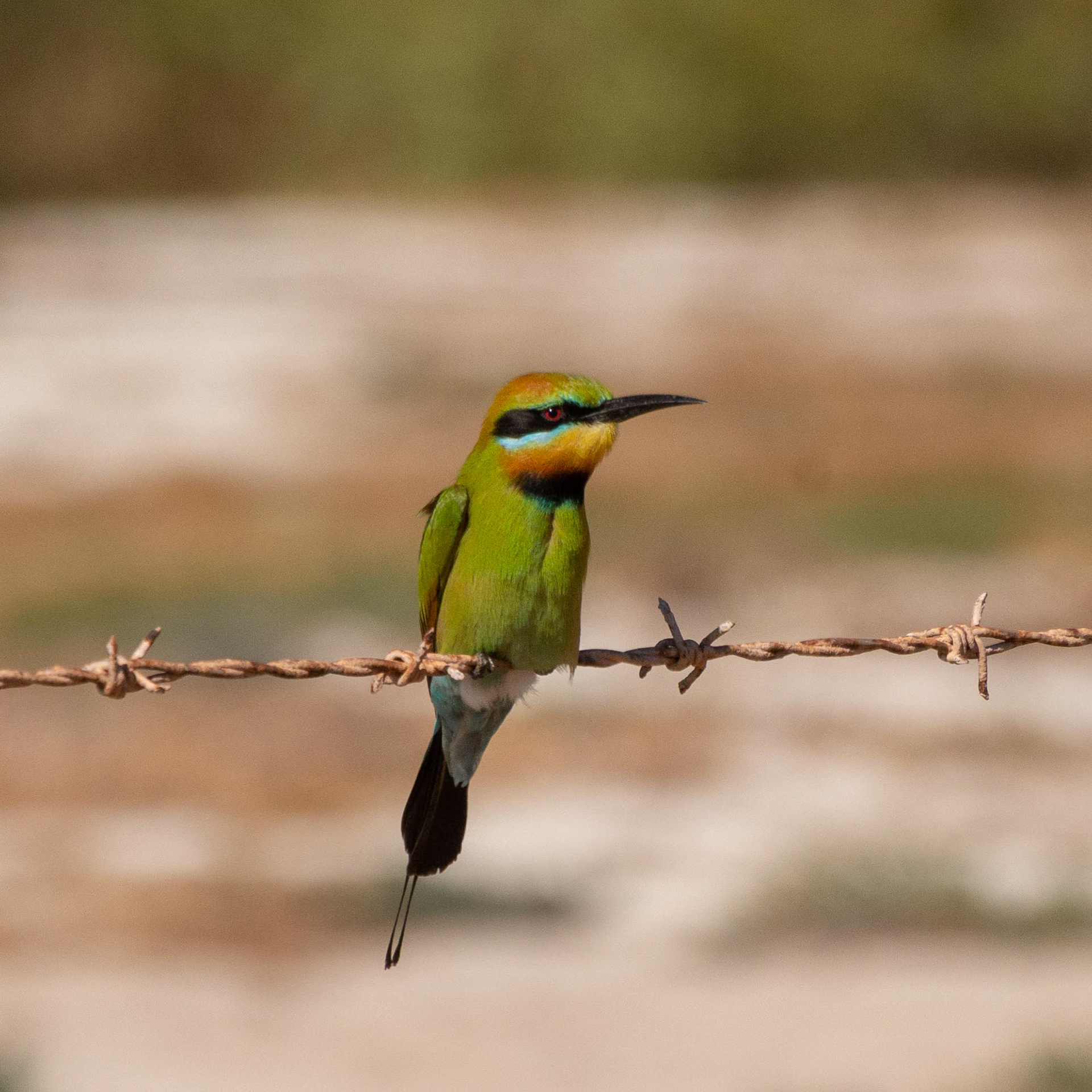 A beautiful Rainbow Bee Eater poses for the camera.....