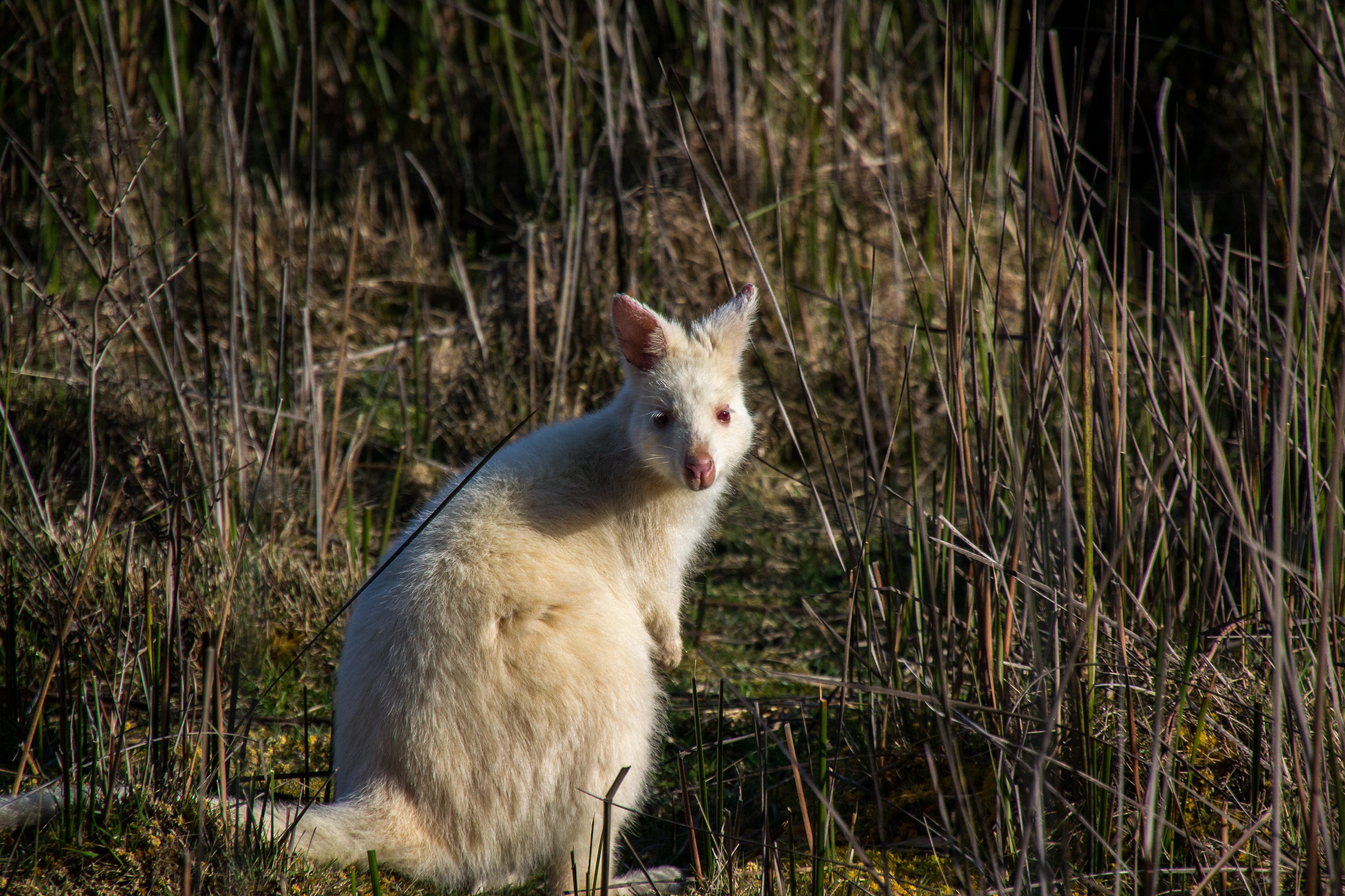 A rare White Wallaby, native to Bruny Island sits calmly beside the roadway.