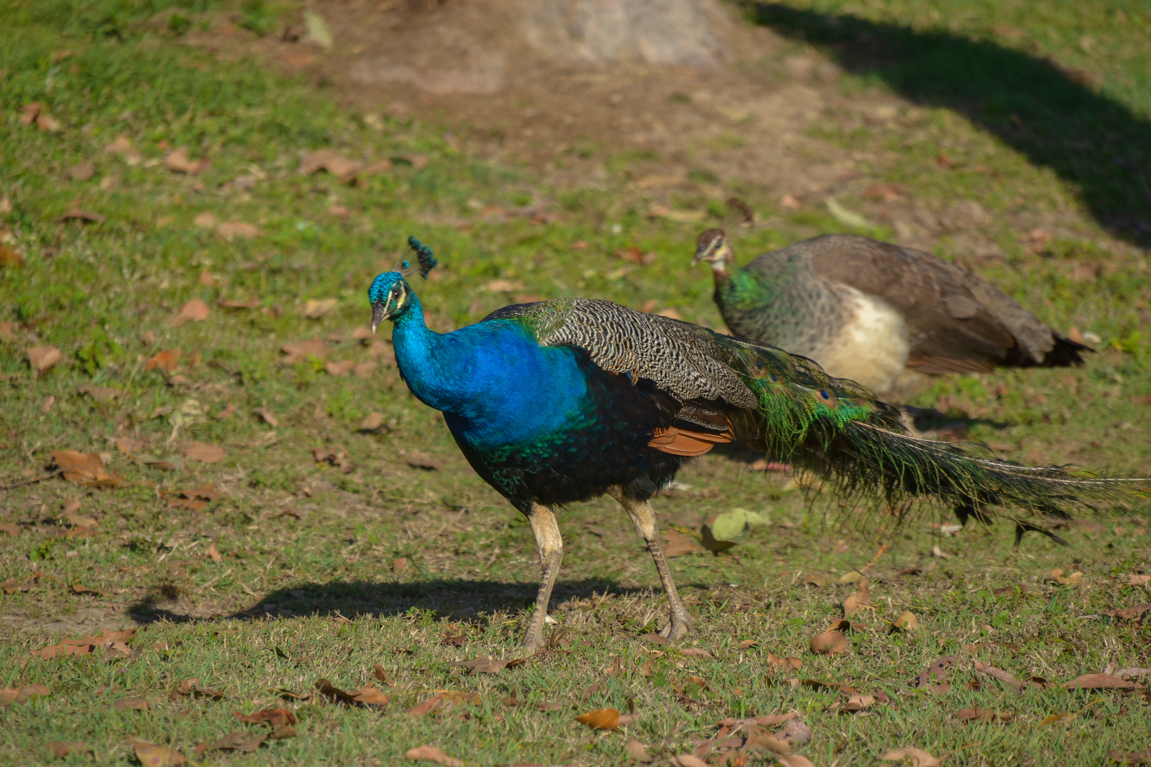 Peacock and Peahen roam the shores of Kinchant.