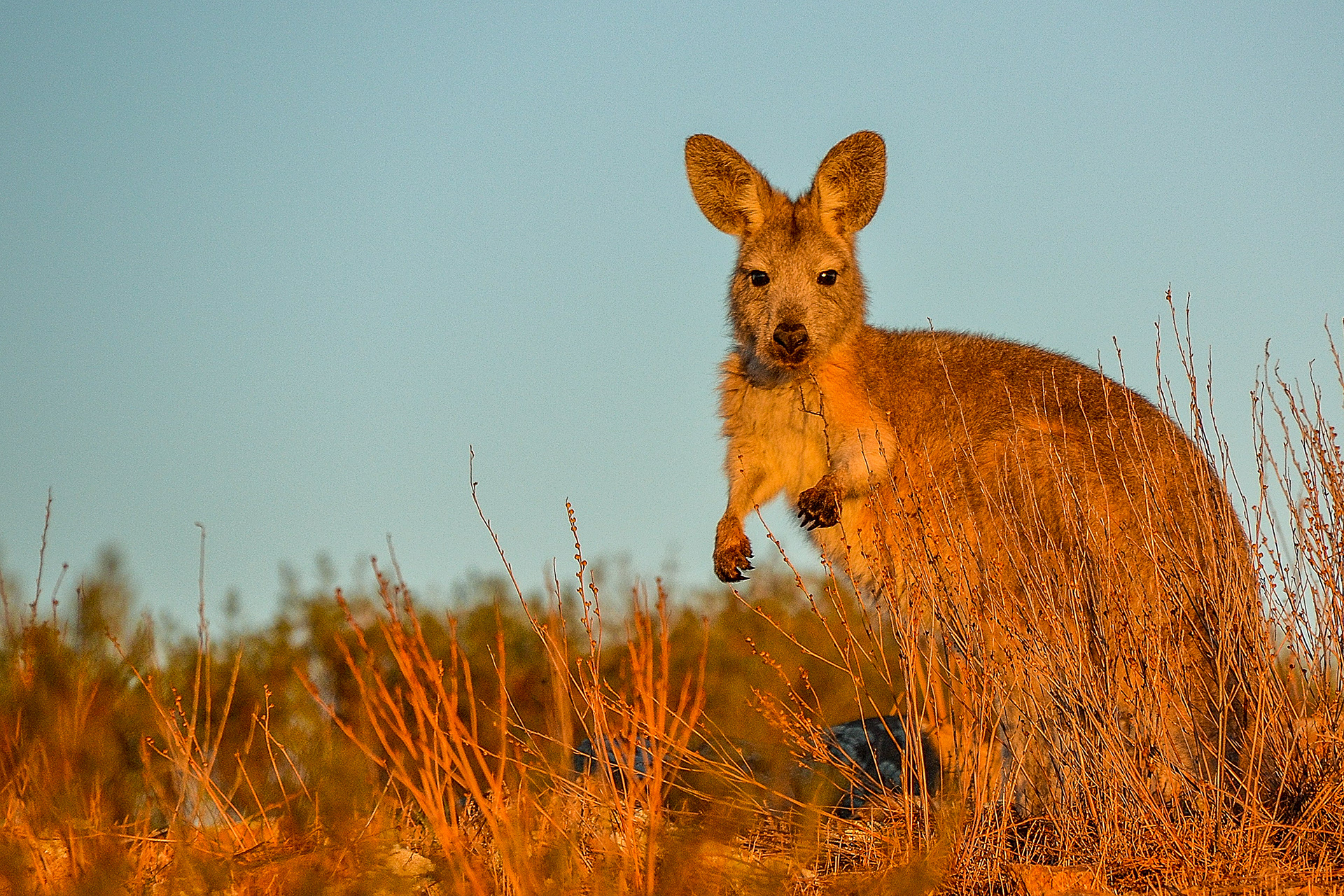 A rock wallaby grazes in the dawn light.