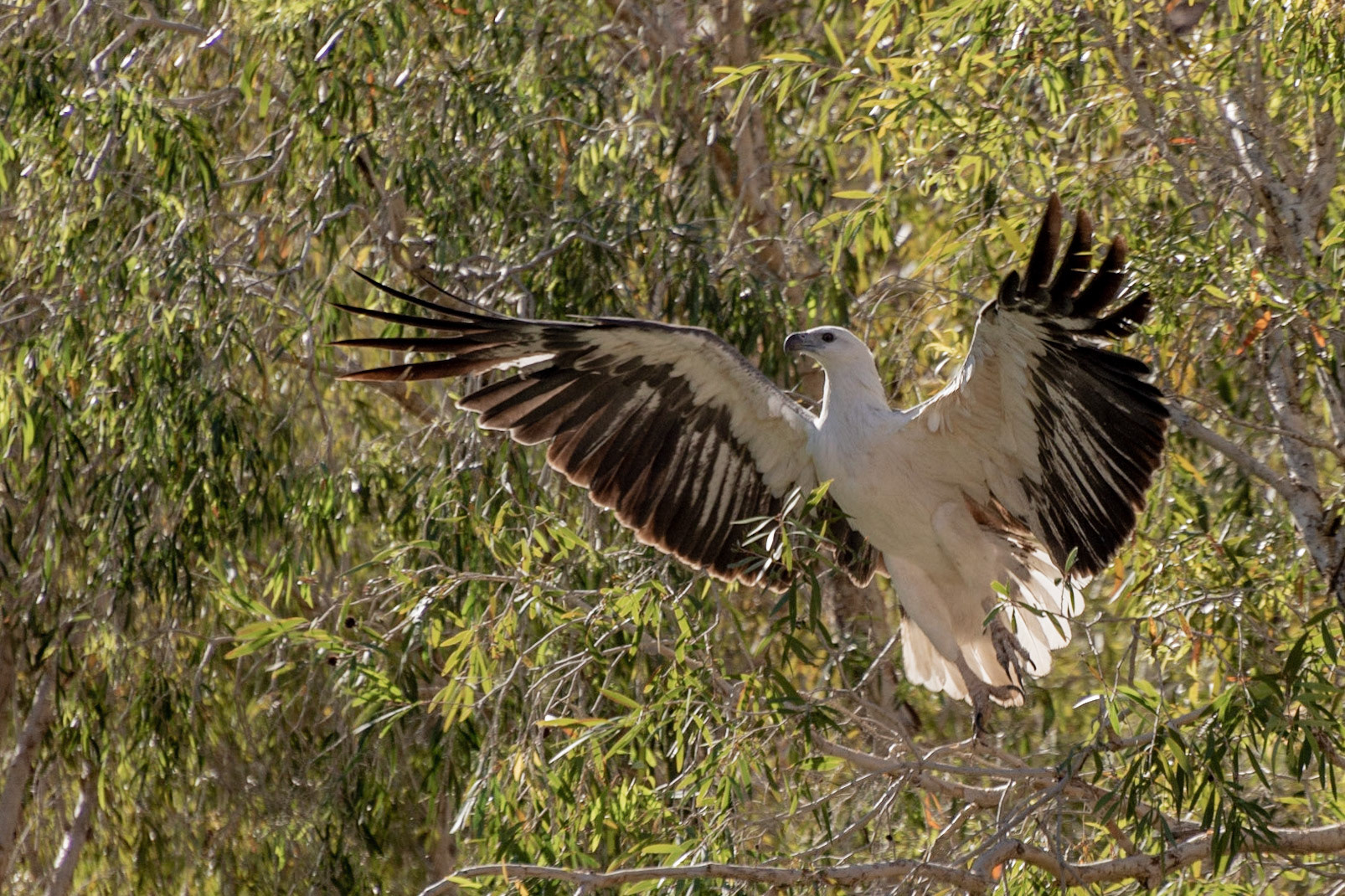 A magnificent White-bellied Sea Eagle takes flight as we depart on our cruise down river to Kununurra