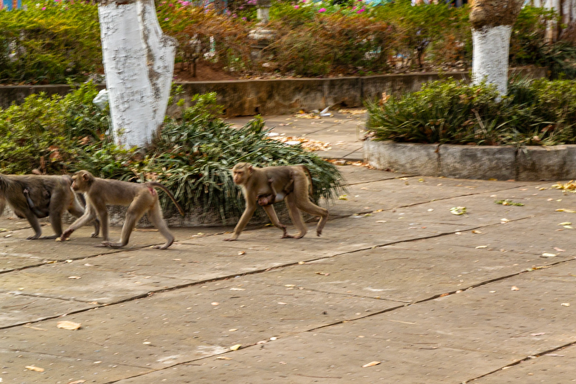 Monkeys patrol the temple grounds.