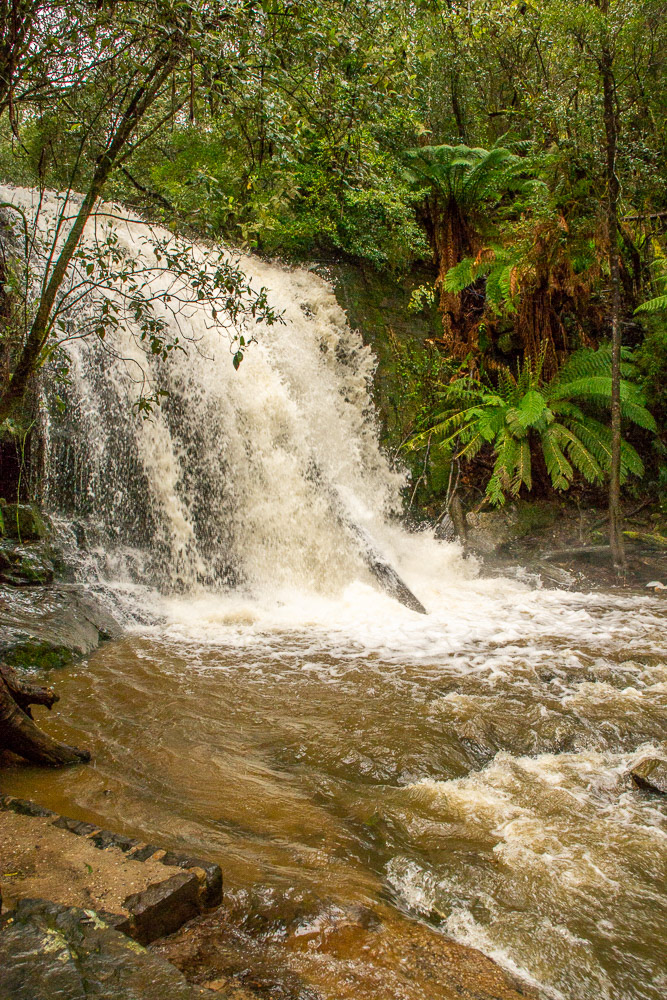 One upside of the heavy rain Liffey Falls were in full flow.