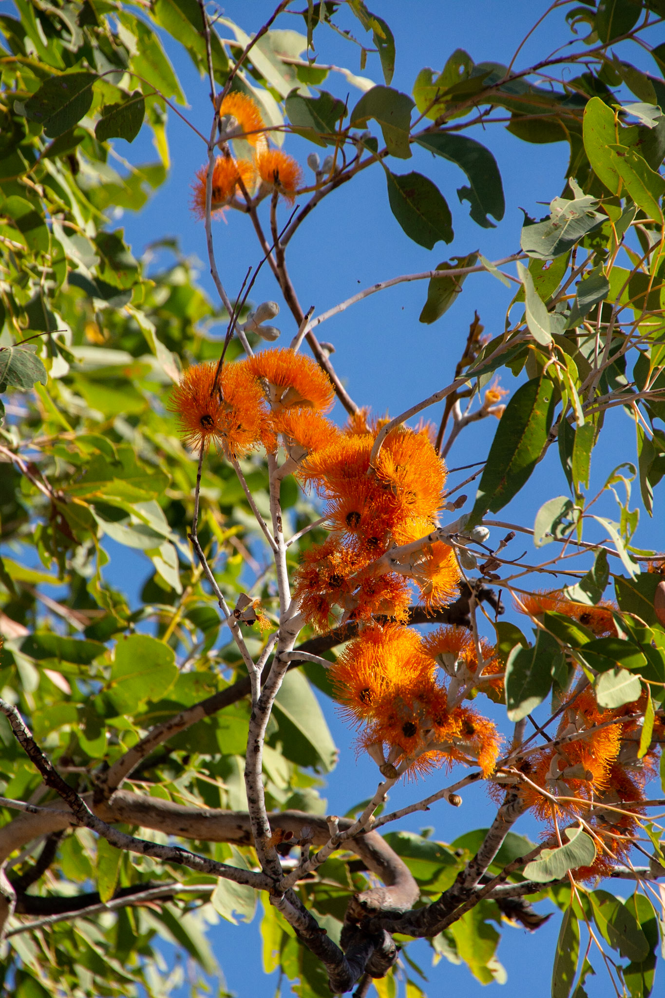 Keep River .......... Scarlet-flowered Yellowjacket (Eucalyptus phoenicea),