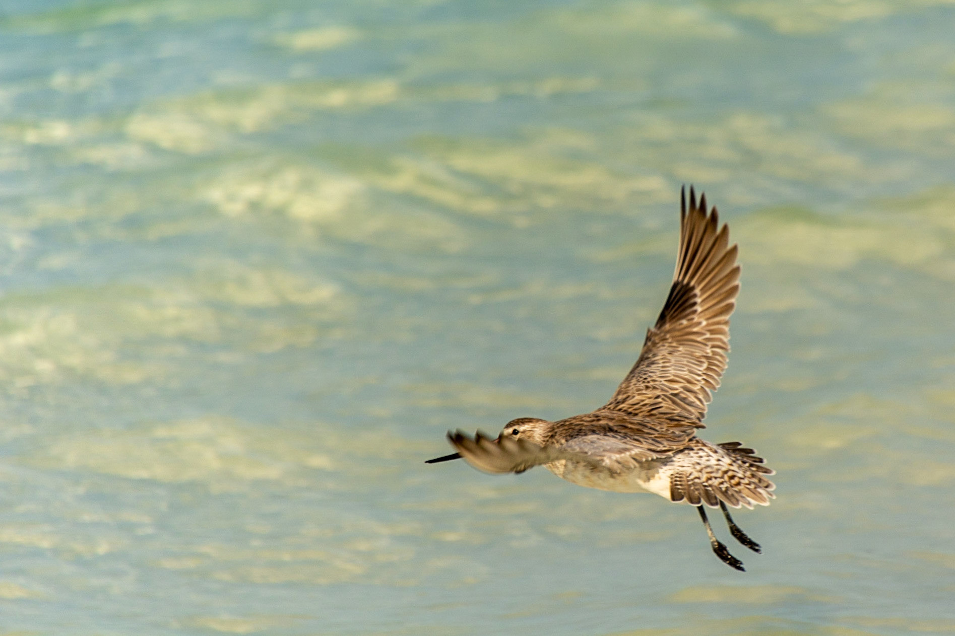 A Bar-tailed Godwit takes flight