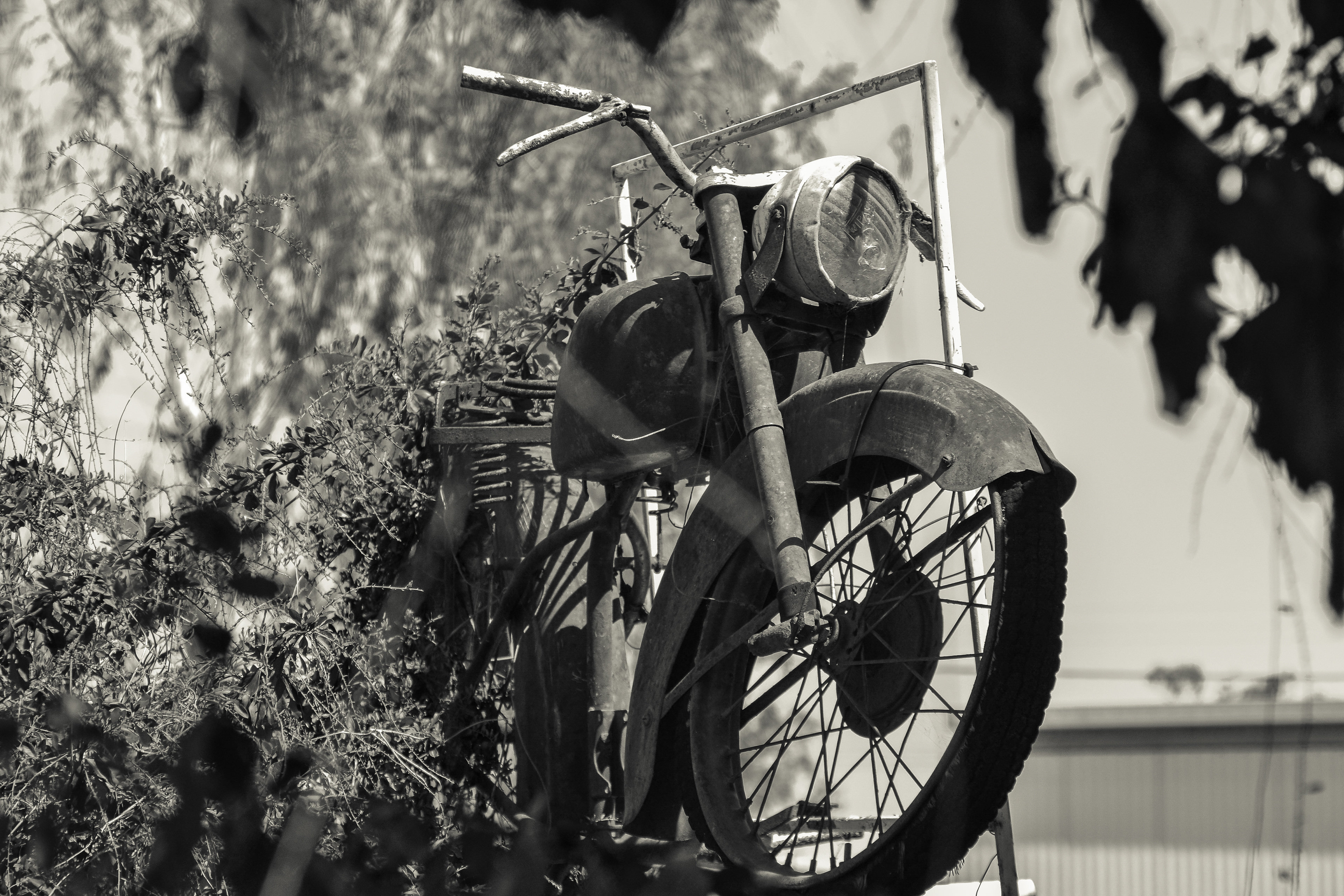 A vintage motorcycle is overtaken by time and nature.