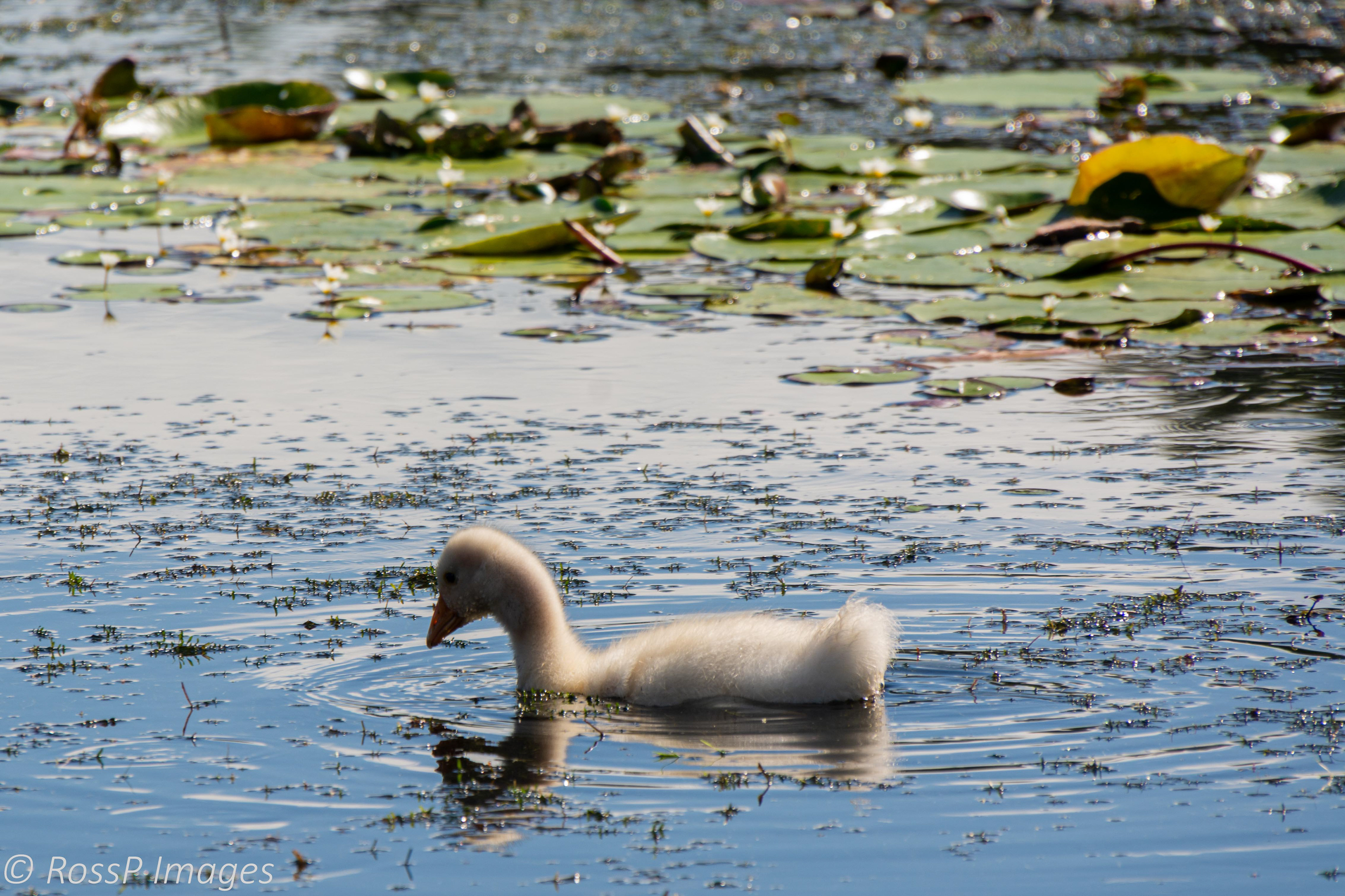 A cute, fluffy gosling bravely hunts alone.