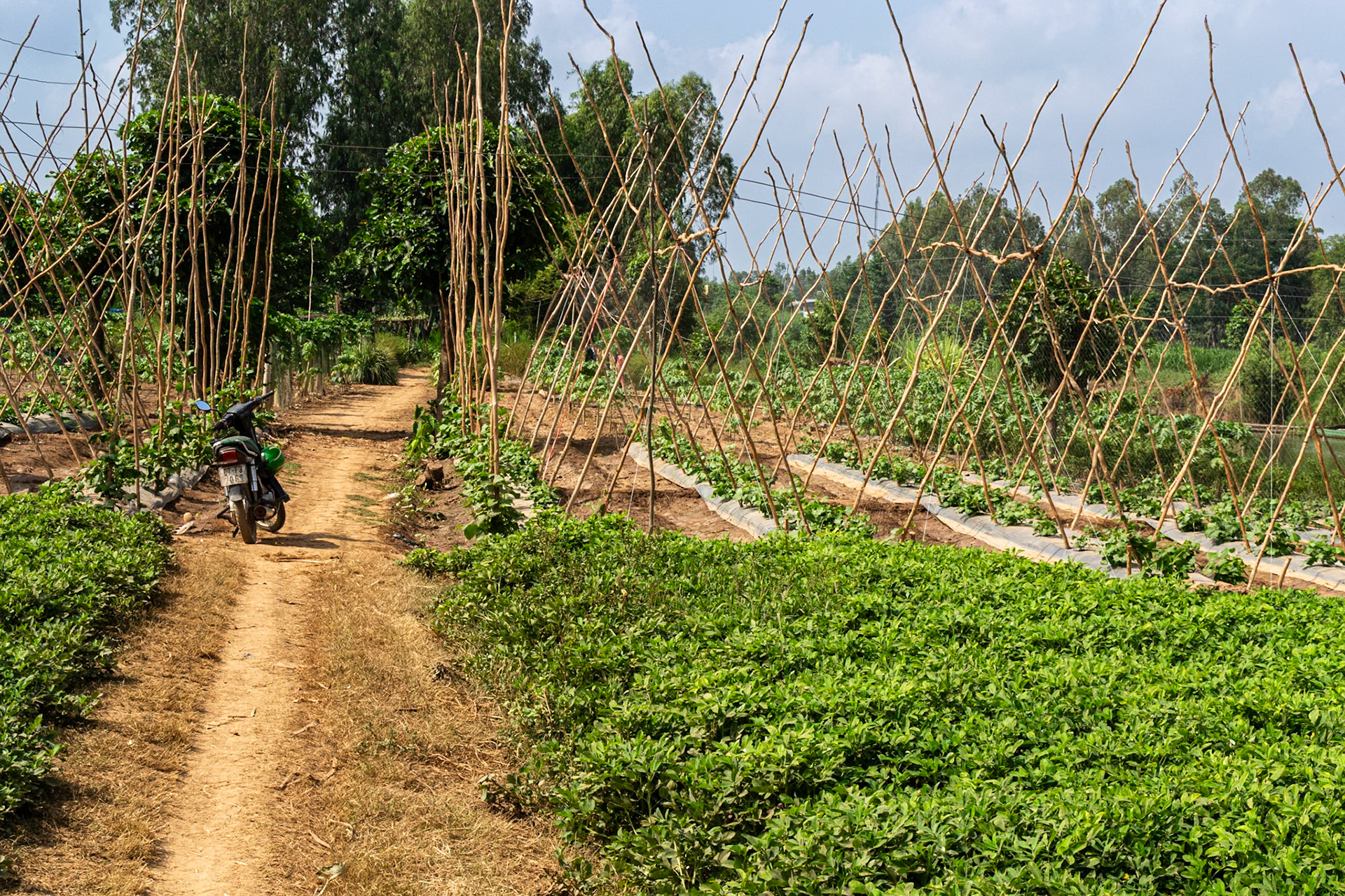 Well-tended vegetable gardens.