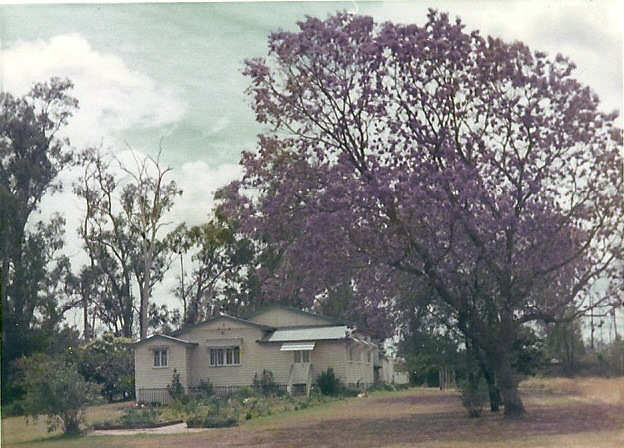 Jacaranda tree in full bloom, planted by Bill and Marie.