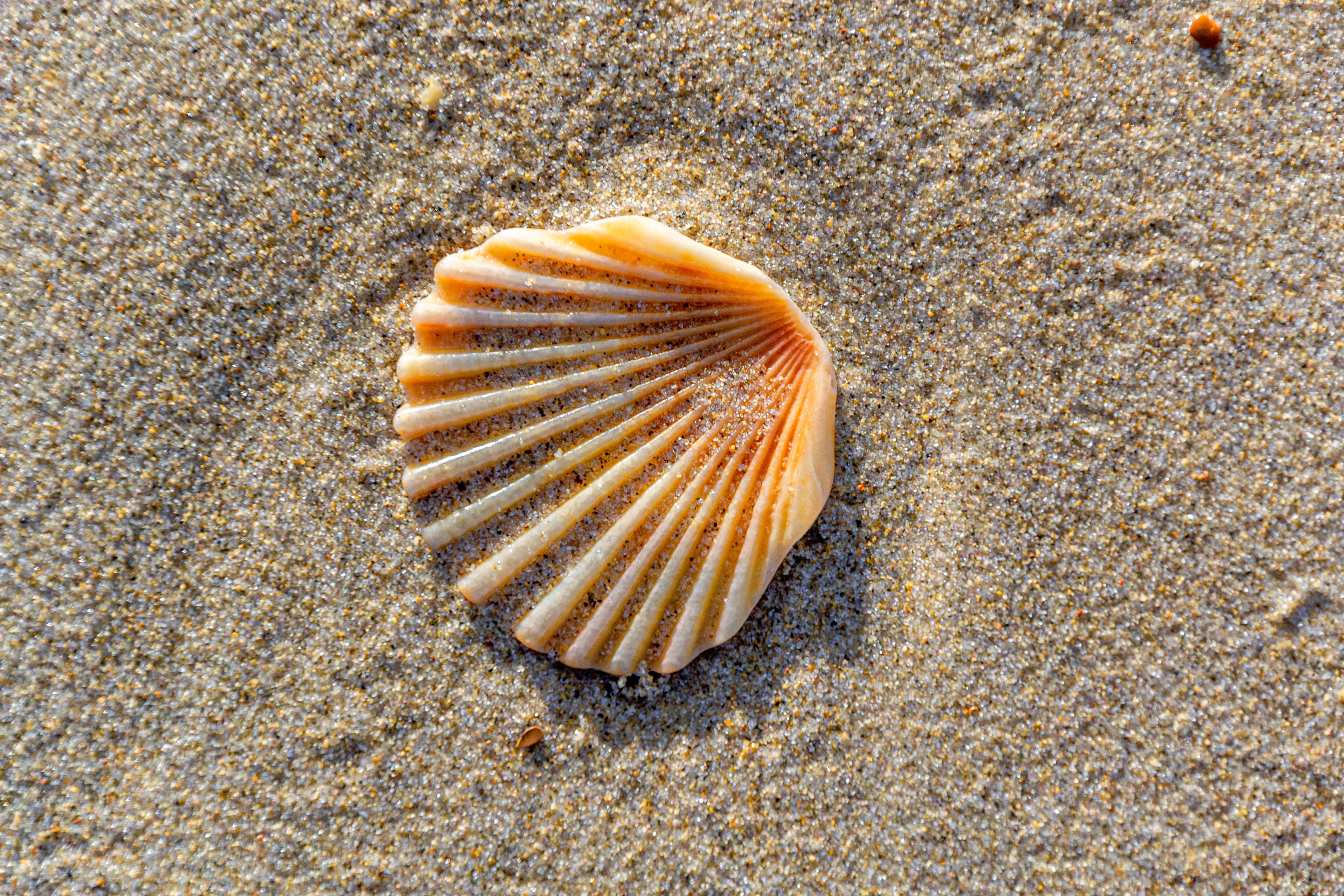 Found........the "Shell" motif.