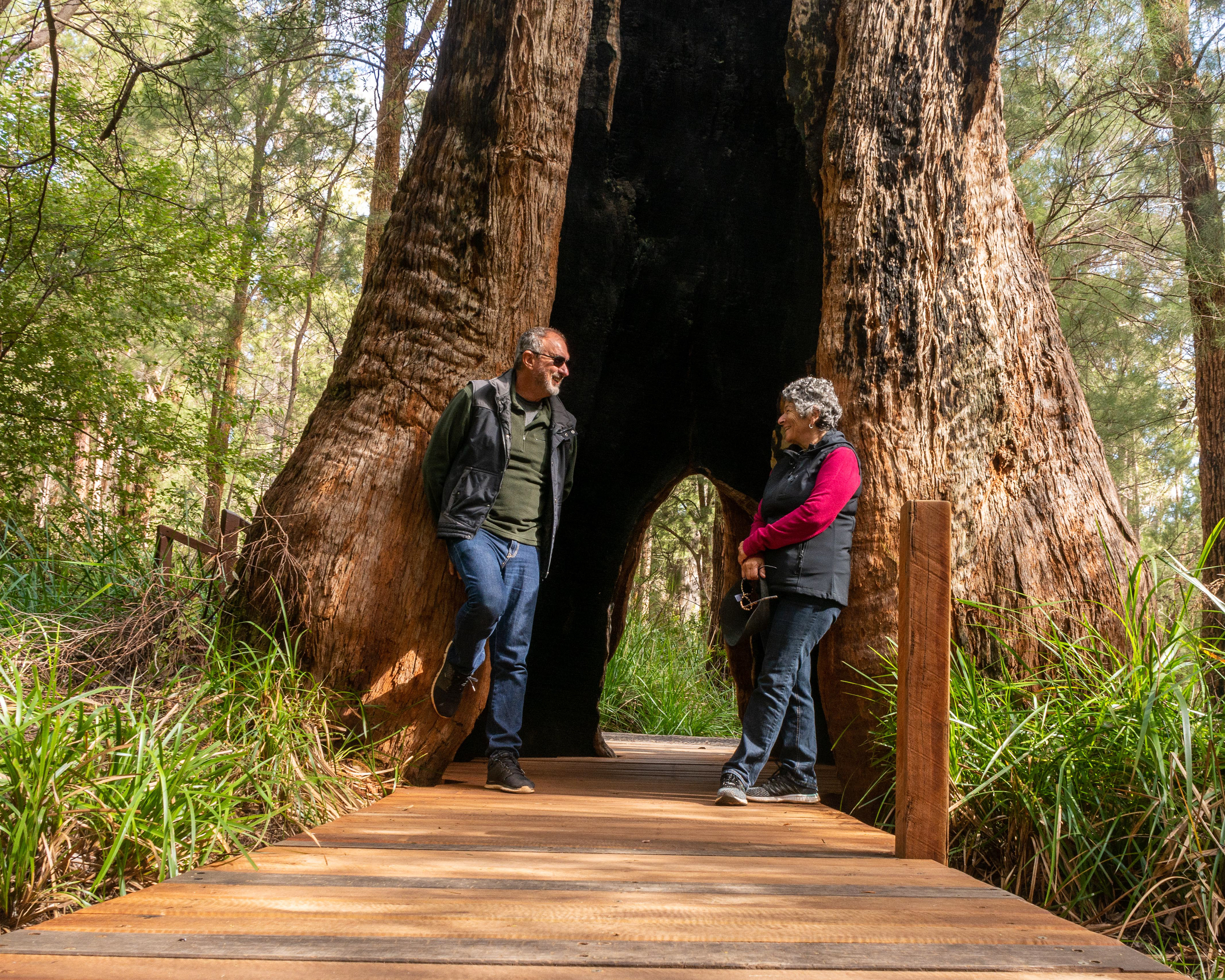 Denmark - at ground level the Ancient Empire Walk takes us through the split base of an Tingle tree.