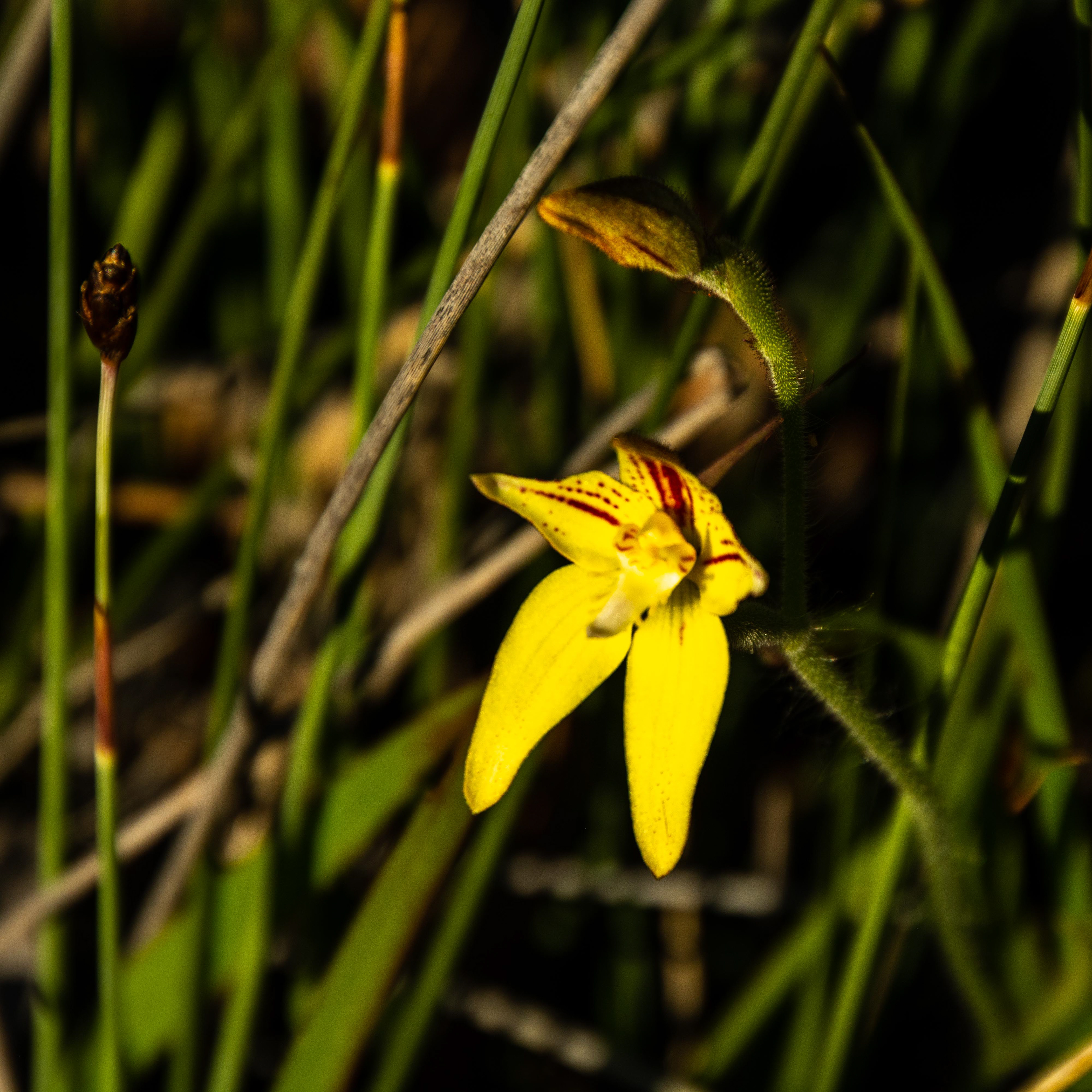 Caladenia flava - commonly known as the Cowslip Orchid